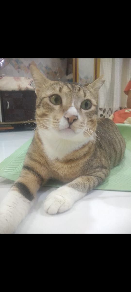 Chinu - D P Road, Mumbai