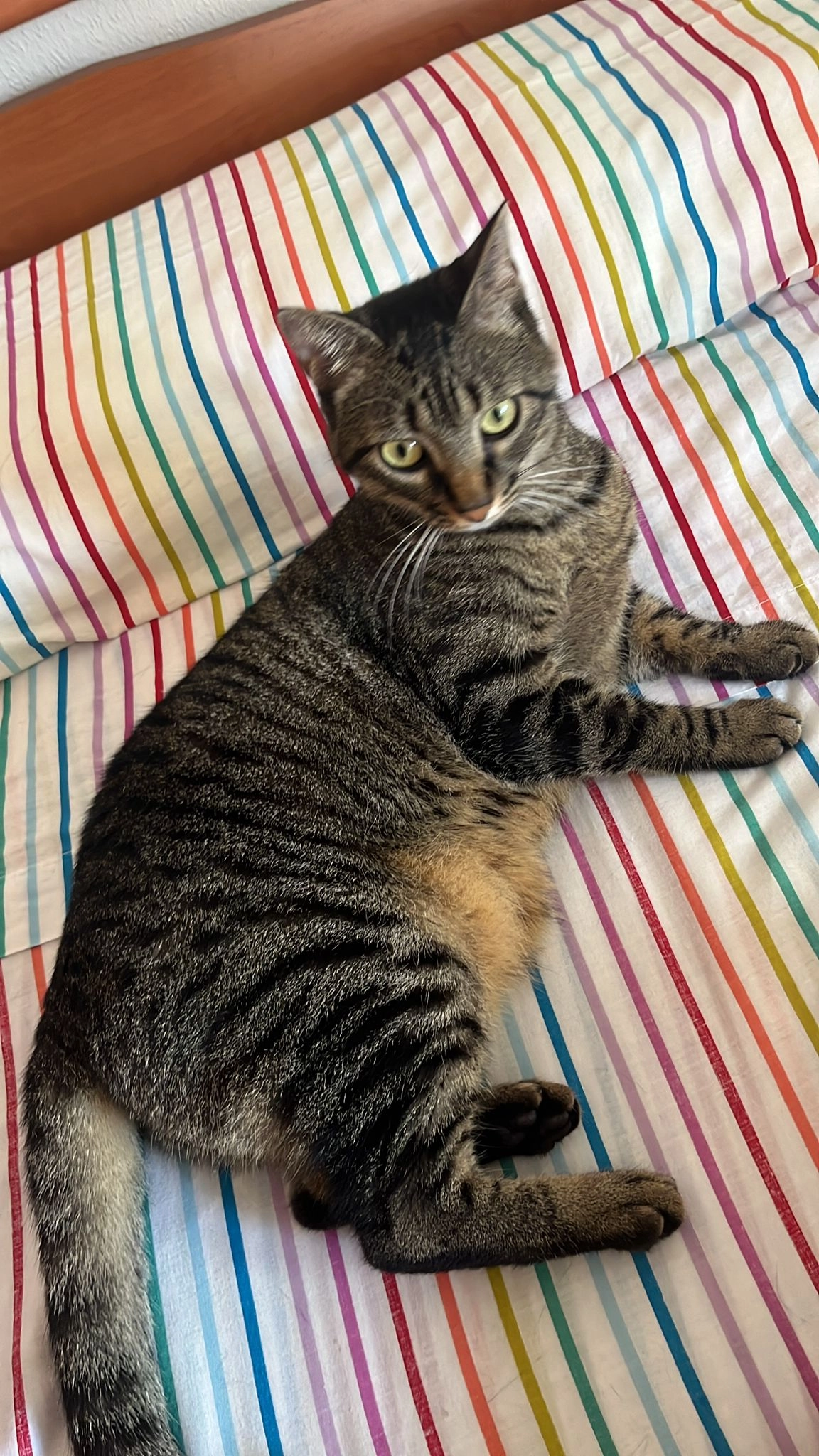 Luna - Calle l'Embals, Oropesa del Mar