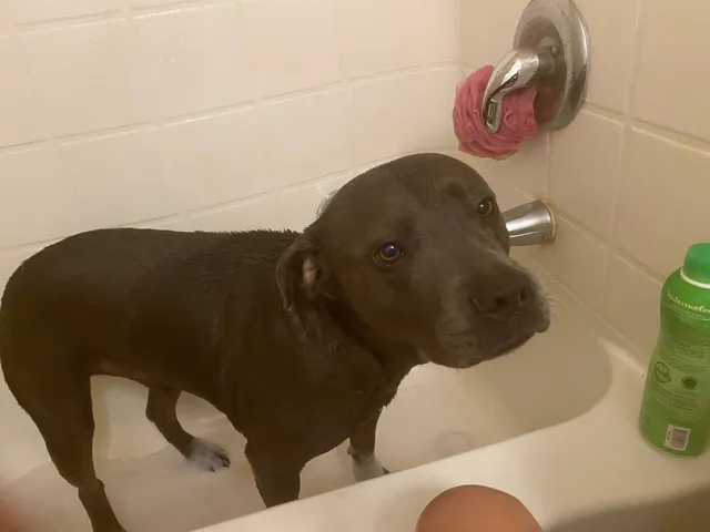 Blue pitbull name Kong - W Sawtooth Way, SAN TAN VALLEY