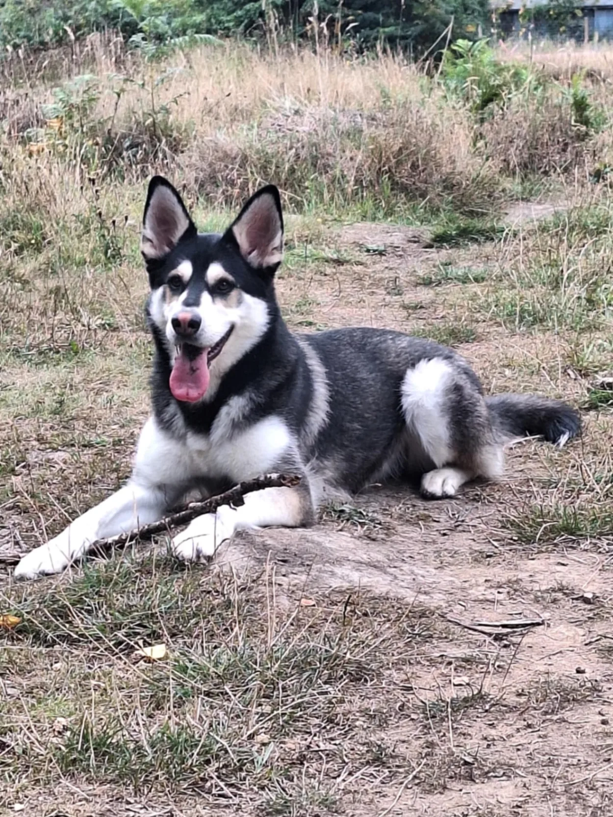 Maze - Osmund Road, Sheffield