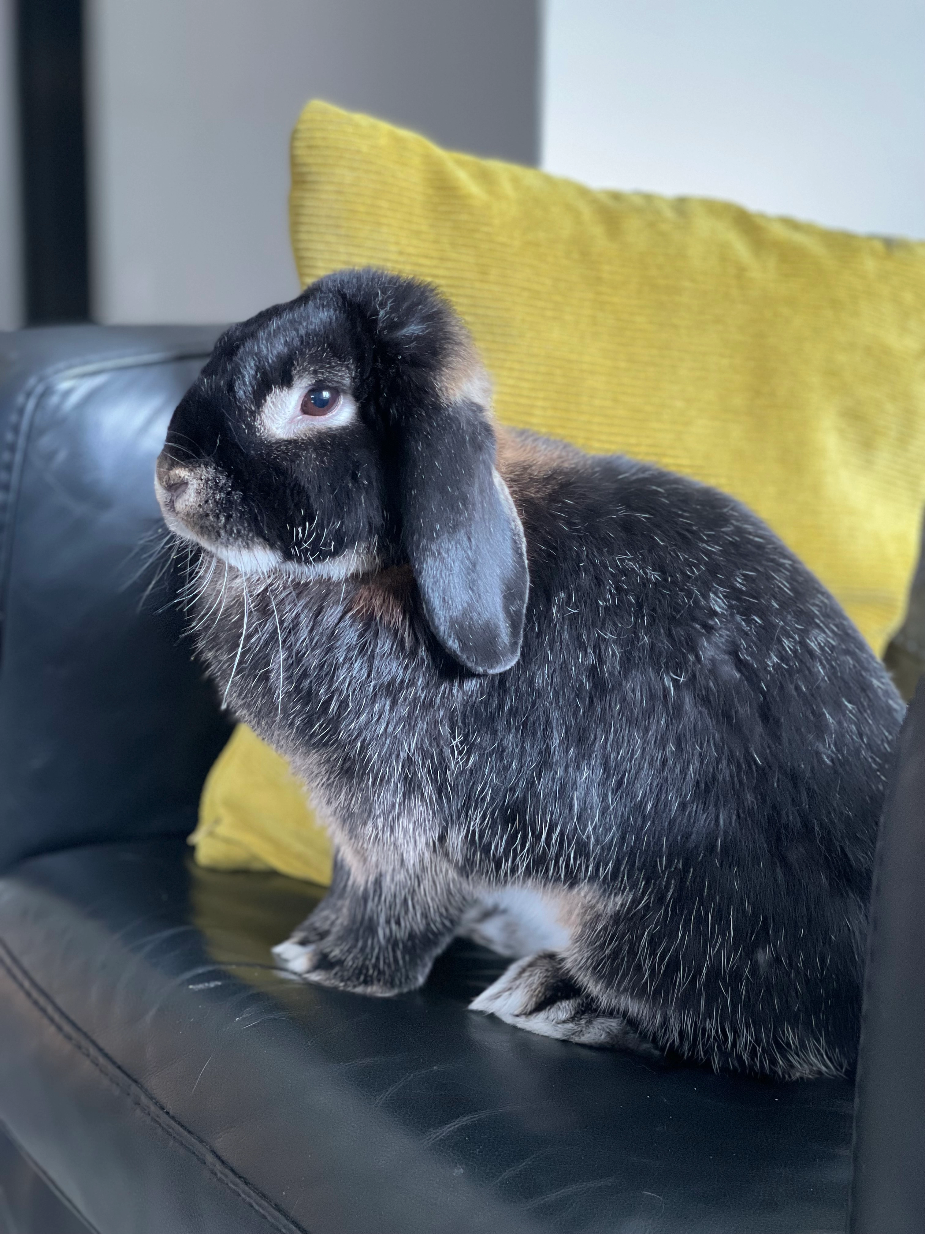 Newton, un lapin bélier - Clos de la Forêt Verte, Bosc-Guérard-Saint-Adrien