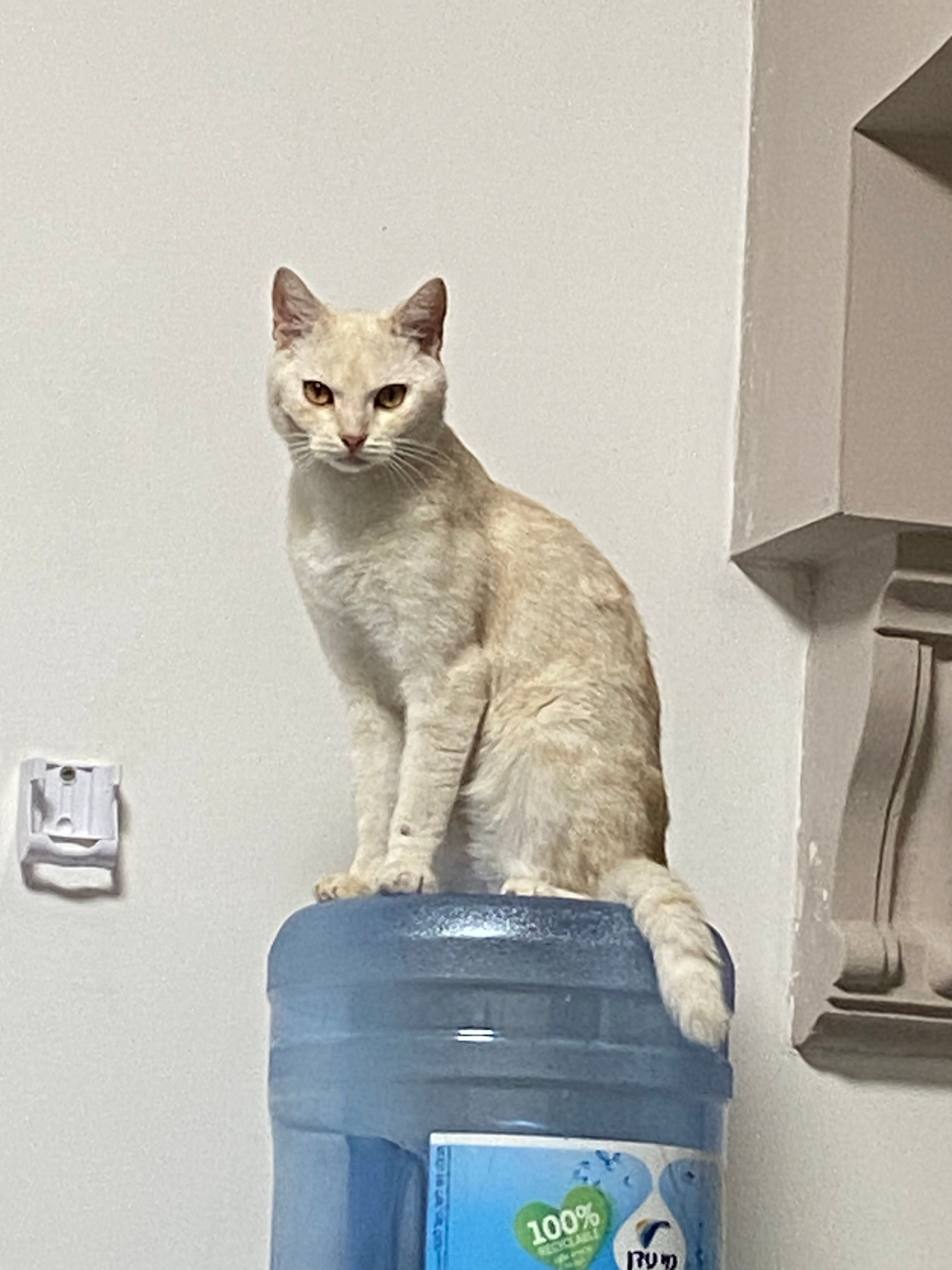 Messi - البيادر, Sachnin