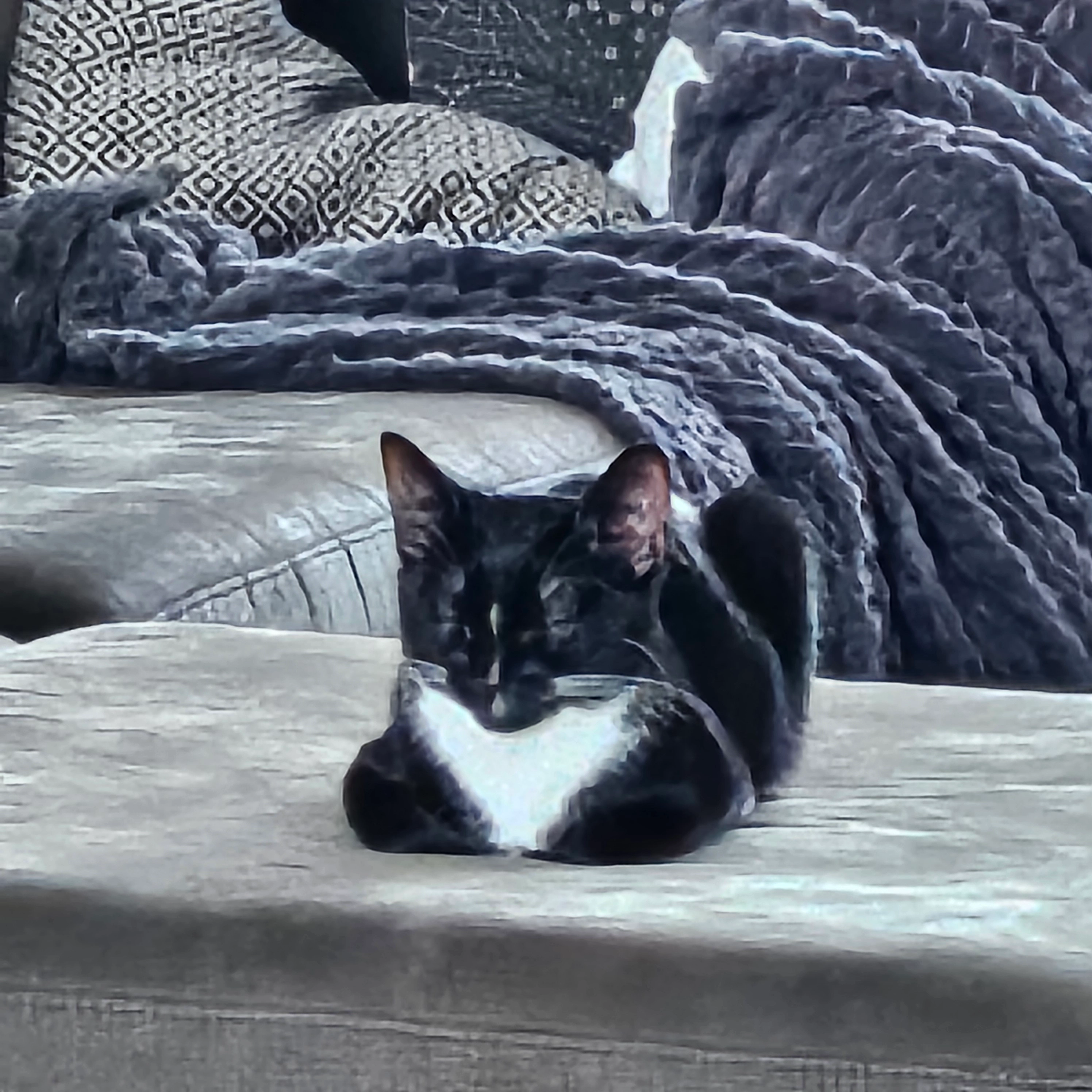  Chase - Kastanjelaan - parallelweg , Bergen op Zoom