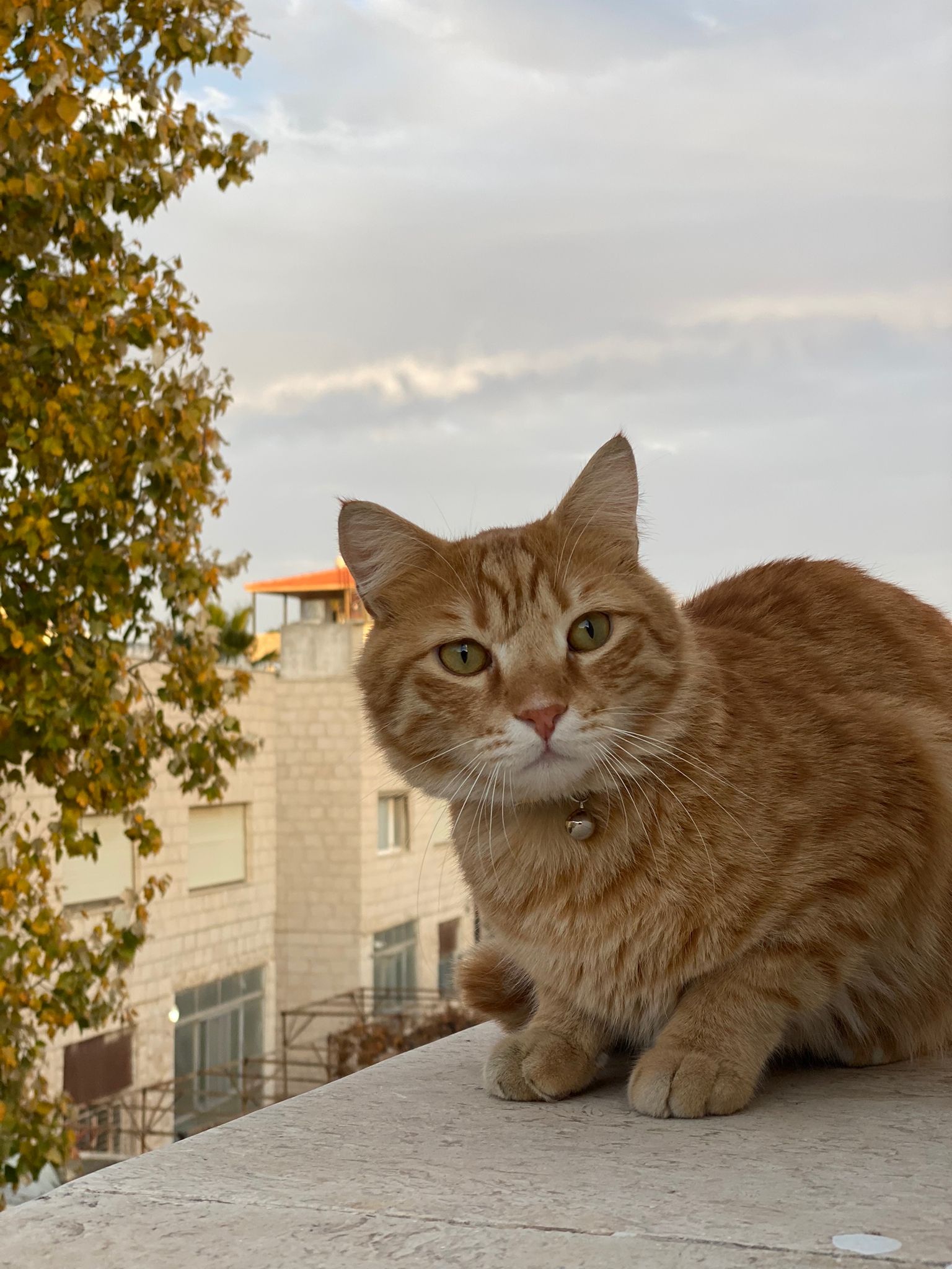 Sameer - Alanis street, Amman