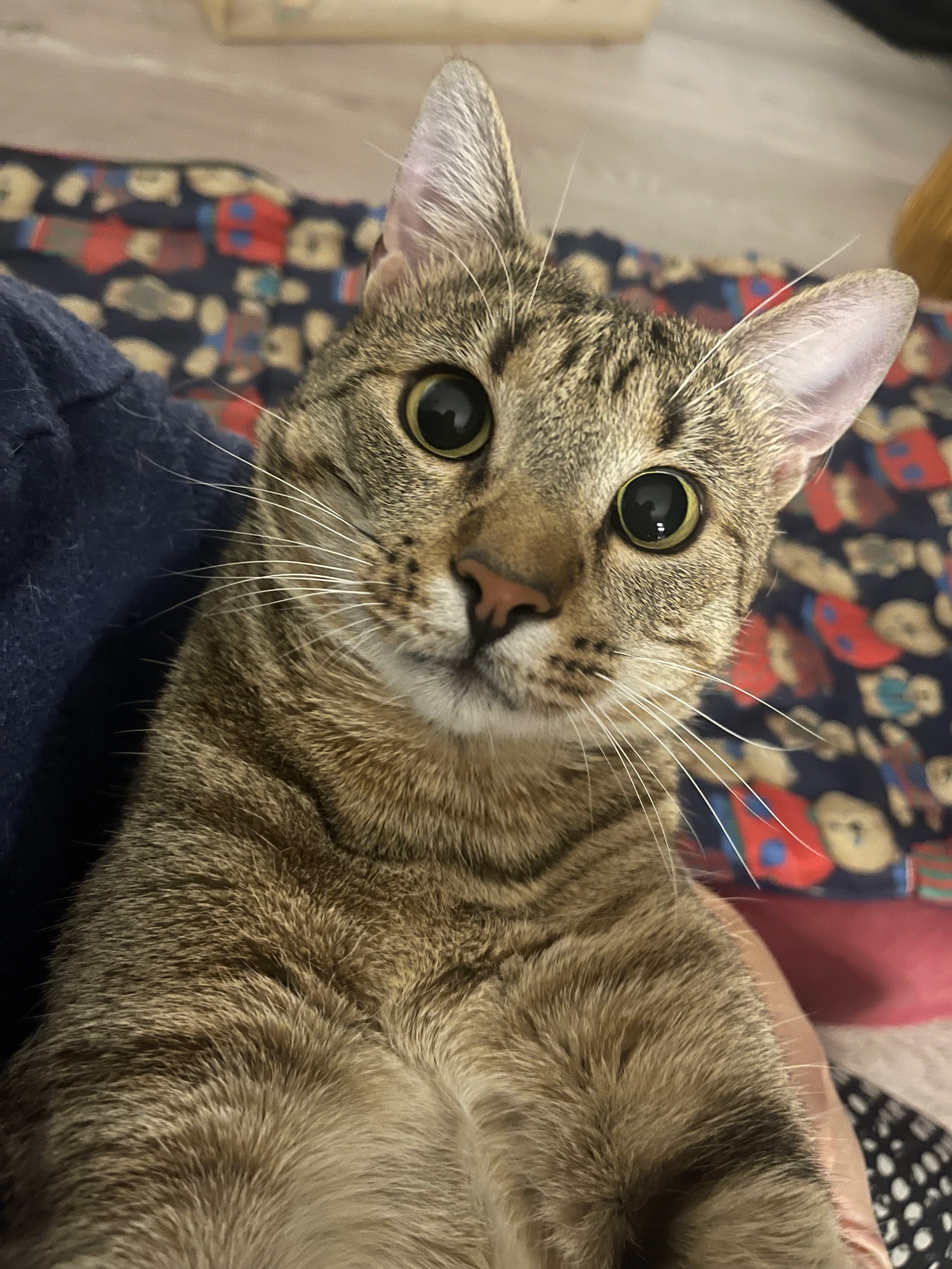 Guido - Calea Circumvalațiunii, Timișoara