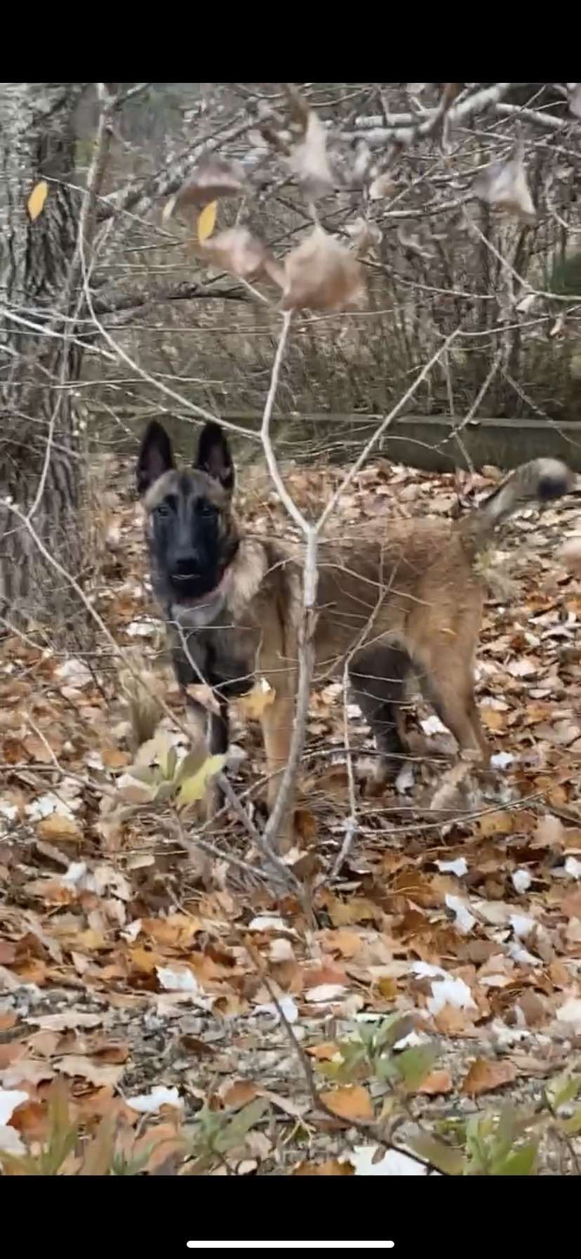 Dayana - Rue Des Plaqueminiers, Tarascon