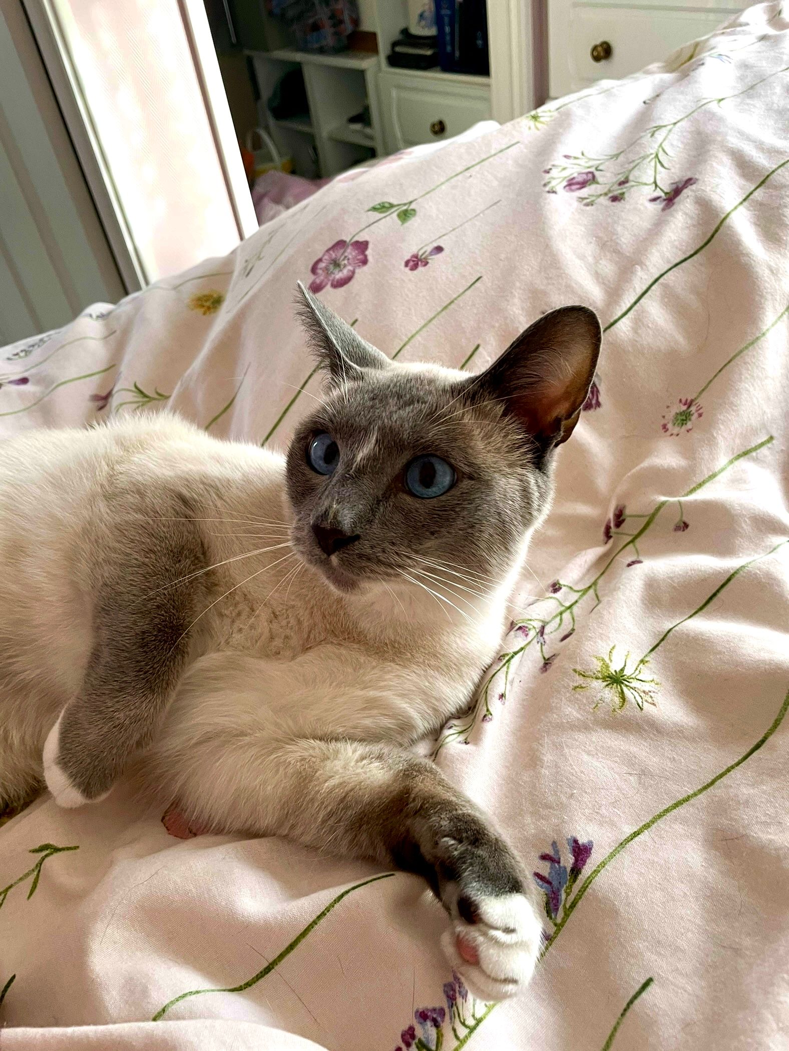 Sapphire  - Pinehurst Road, Ferndown