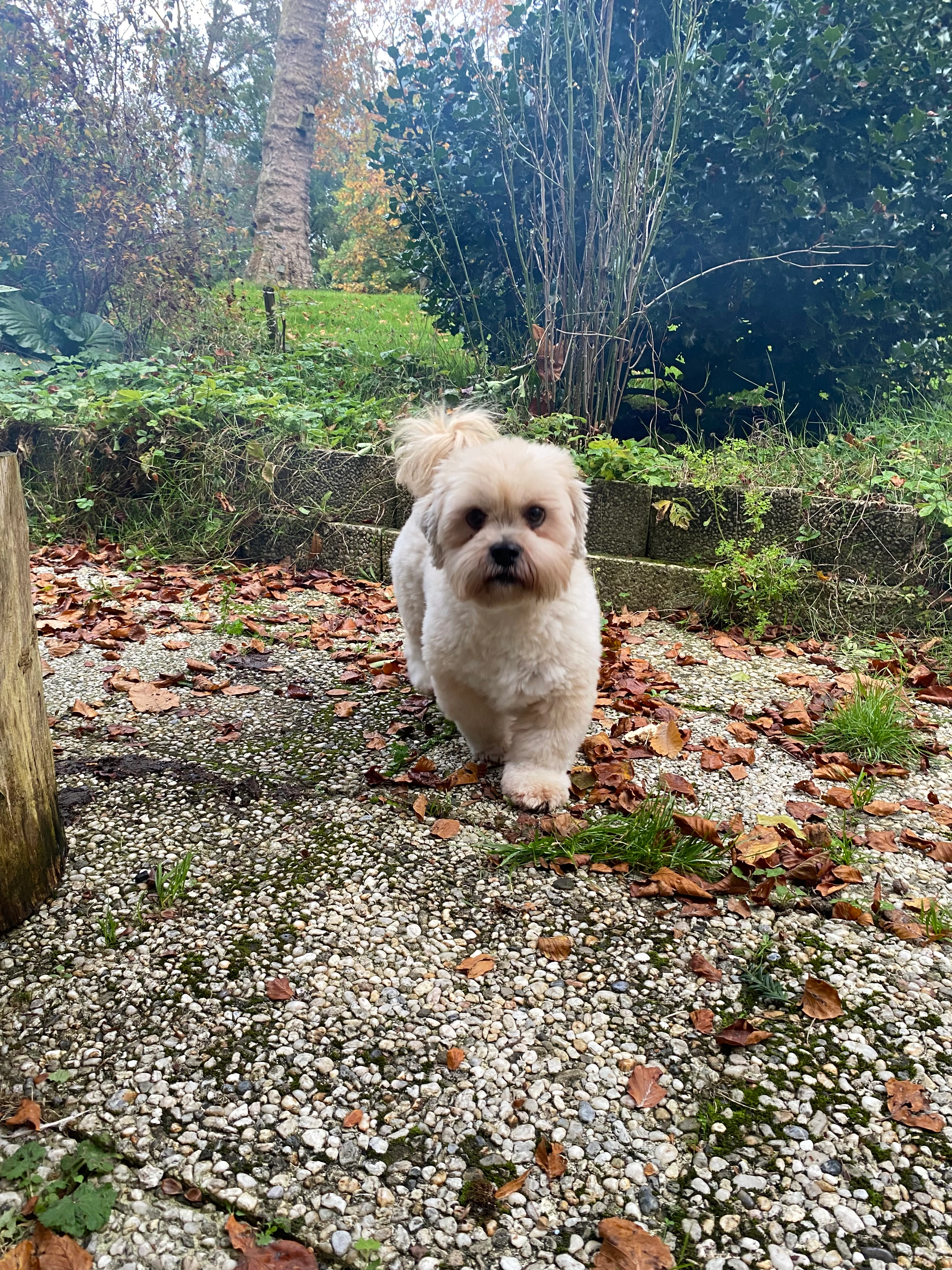 PoupΓ© - Grimbergsesteenweg, Grimbergen