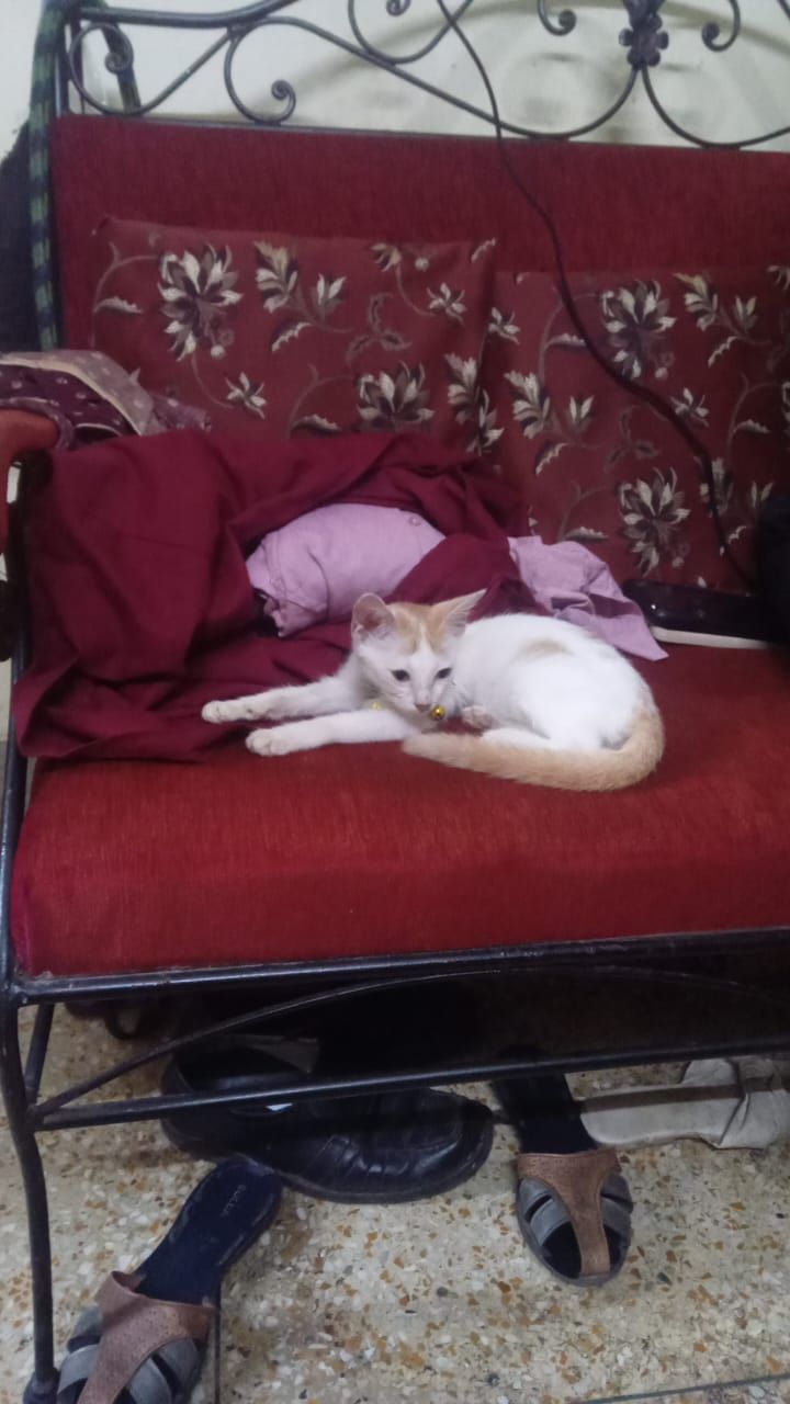 Gujia - Sarat Para Road, Kolkata