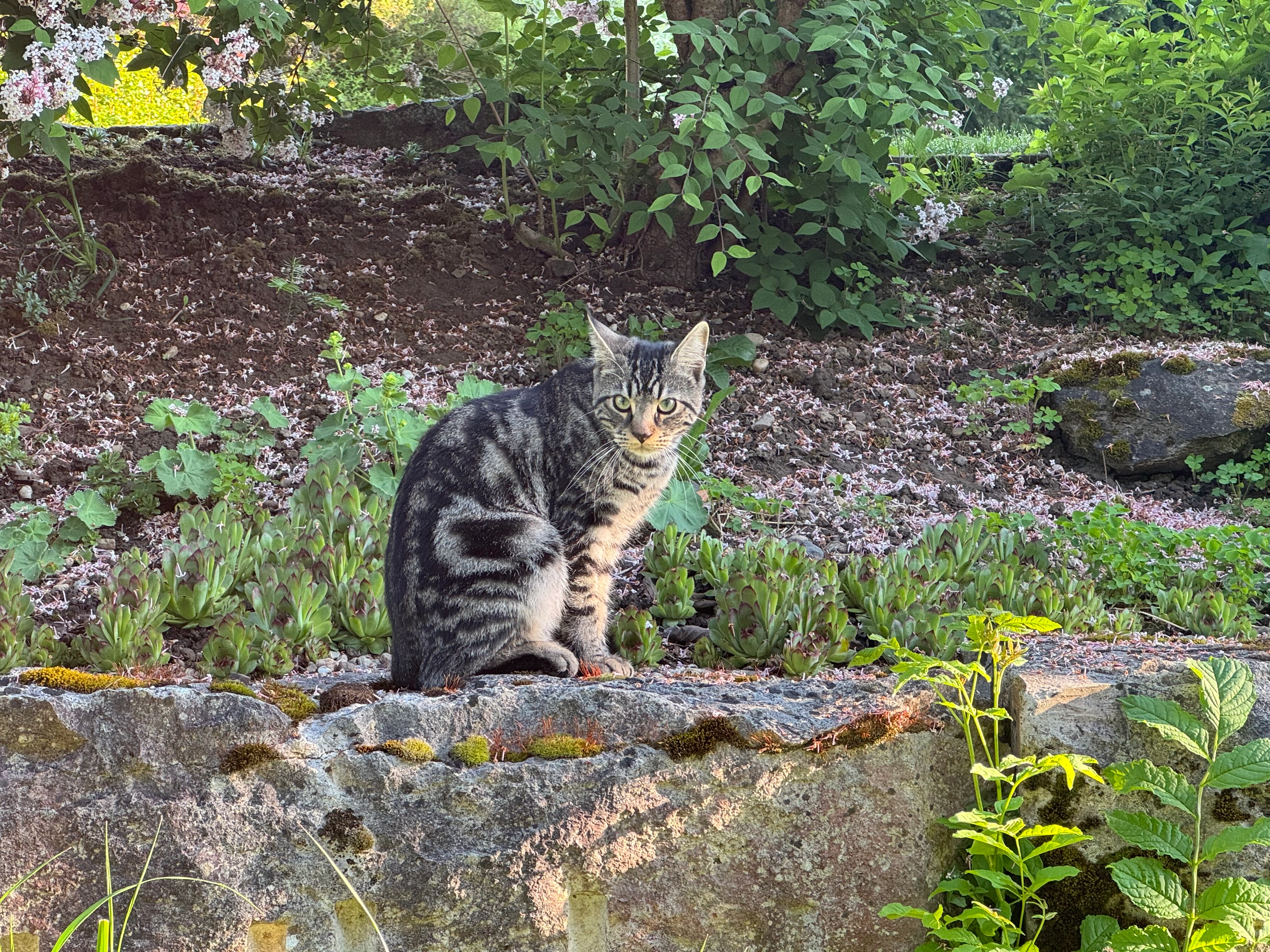 Buddy - Bächlisackerstrasse, Lommiswil
