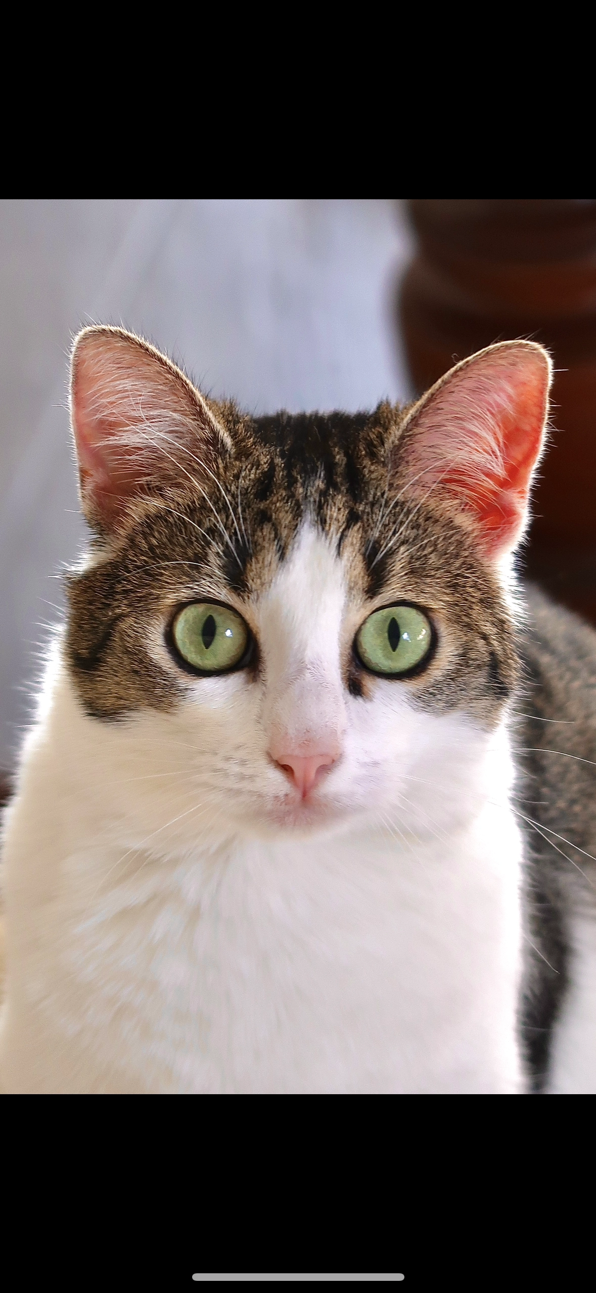 Thilda - 46354, Südlohn