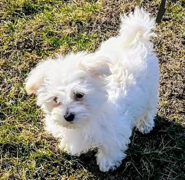 HOTTIE $500. Reward for bringing HOTTIE HOME - 205 Nata, Newport Beach