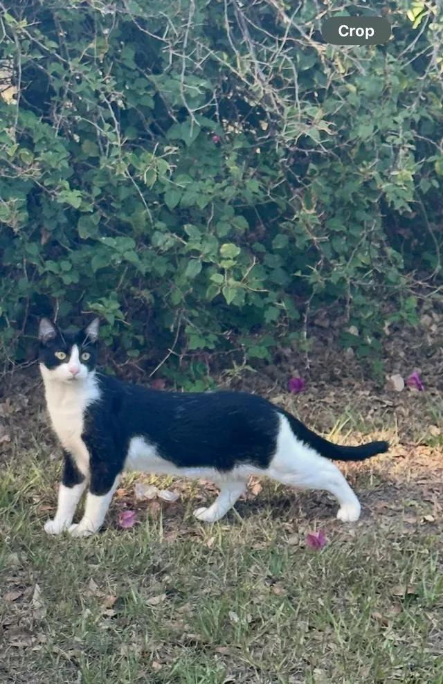Bandit - Smithtown Drive, Lakeland