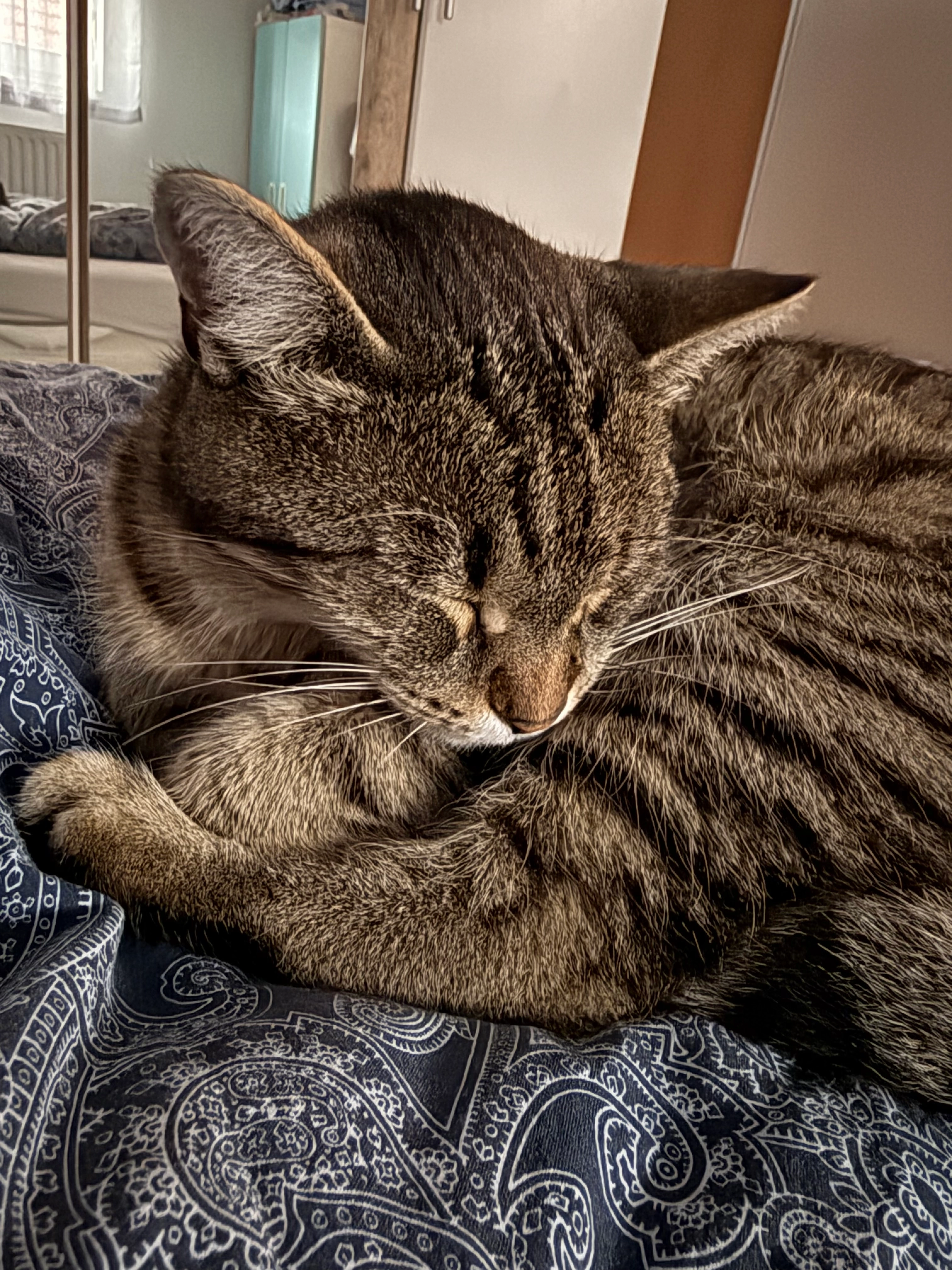 Elli - Josef-Schweidler-Straße, Pottendorf