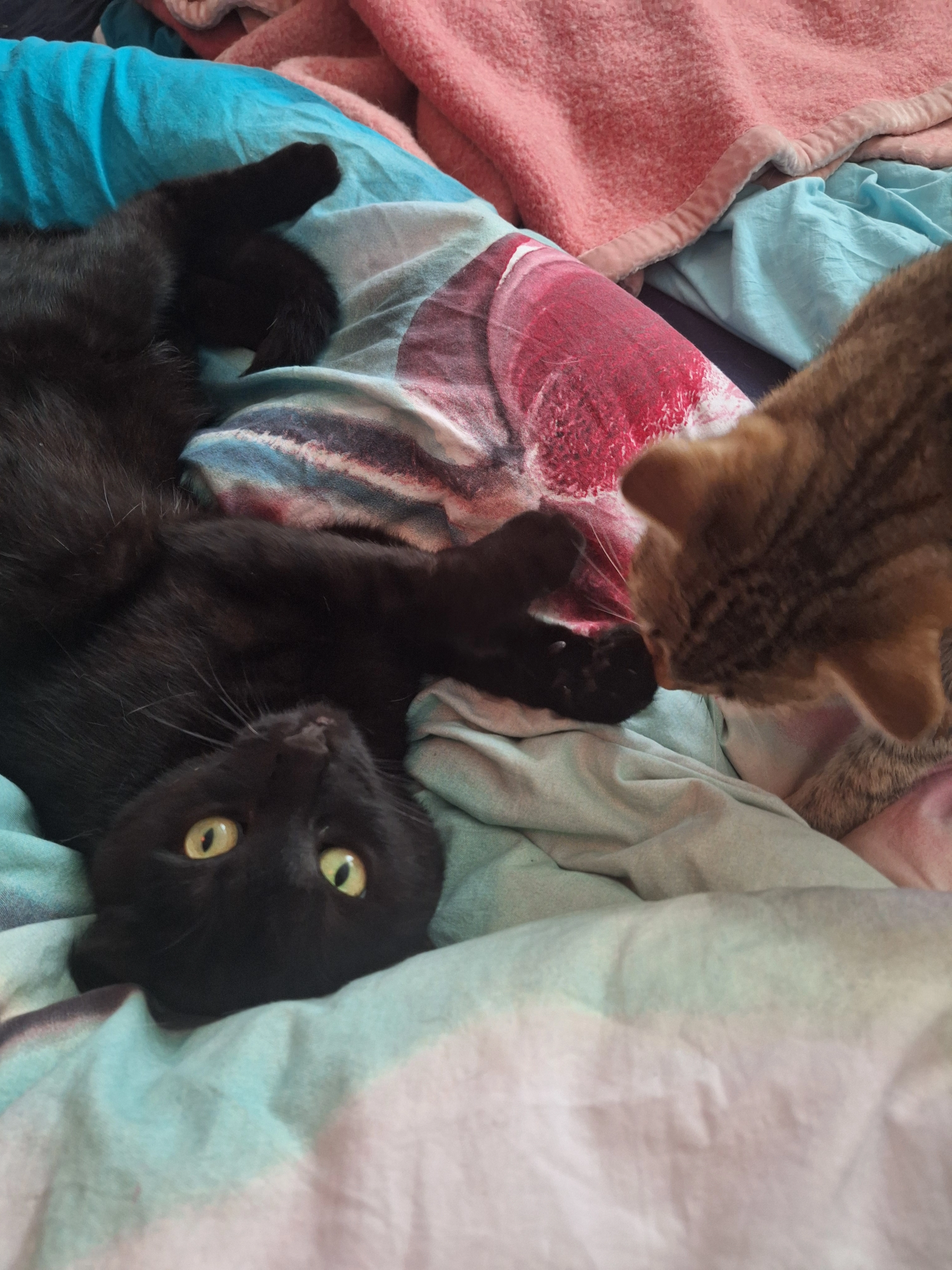 Amaris - Stadtwaldstraße, Marburg