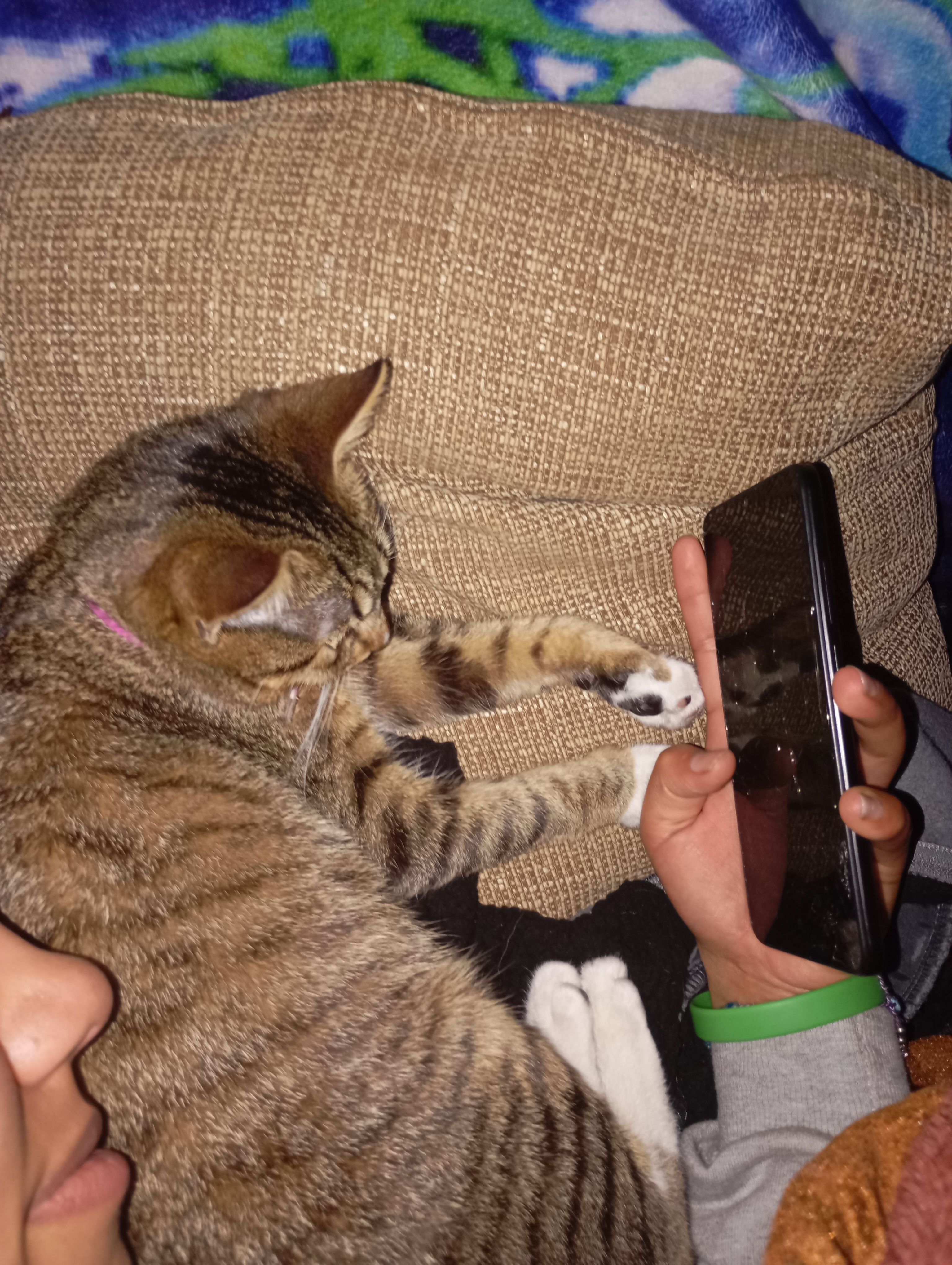 Mimi - Mugitegi Poligonoa - A Kalea, Urretxu