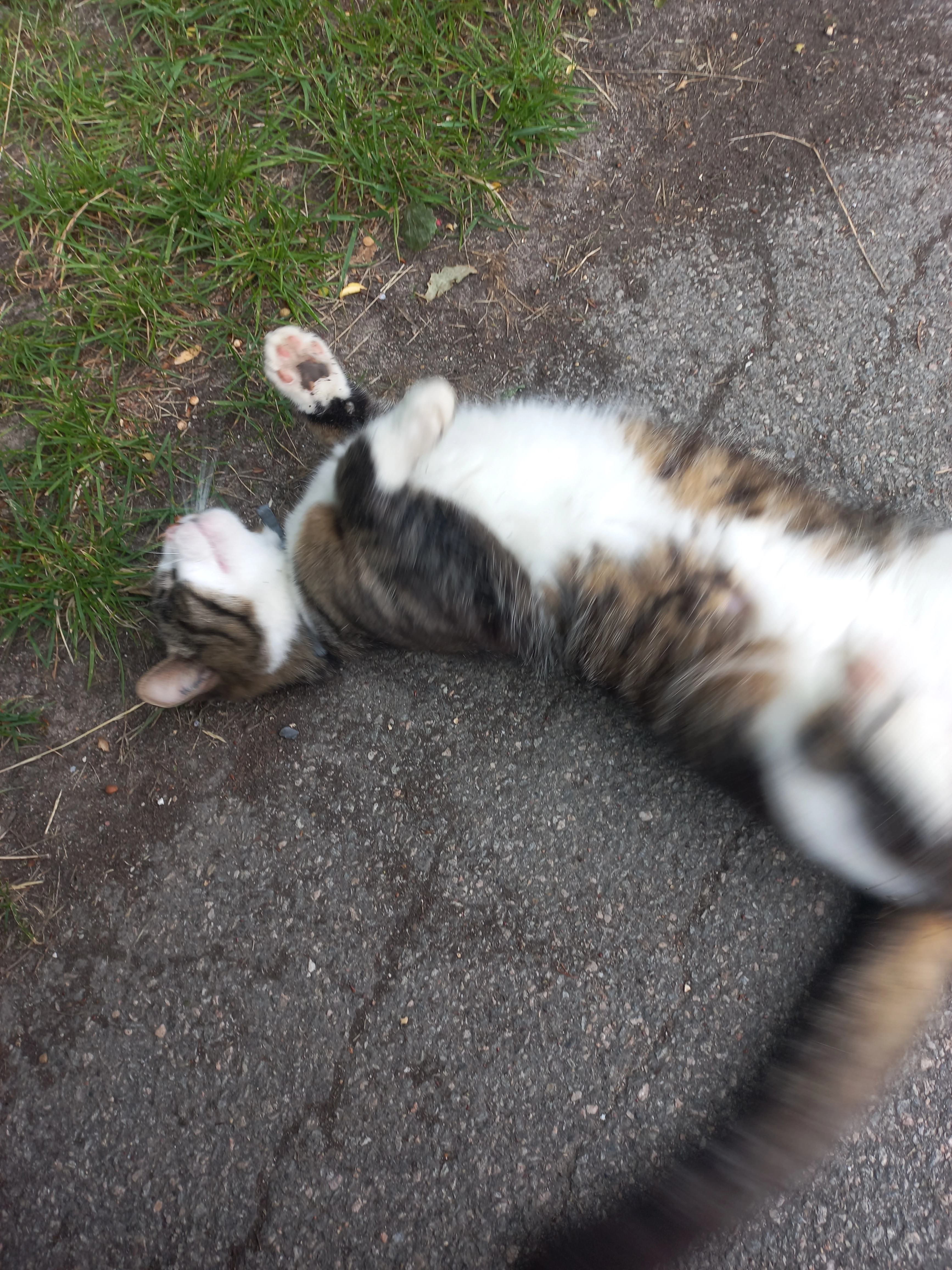 I cant read - Kornmodsbakken, Aarhus