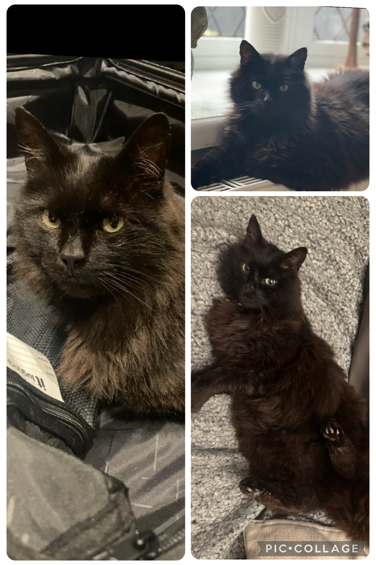 Binx - Llandudno Road, Penrhyn Bay