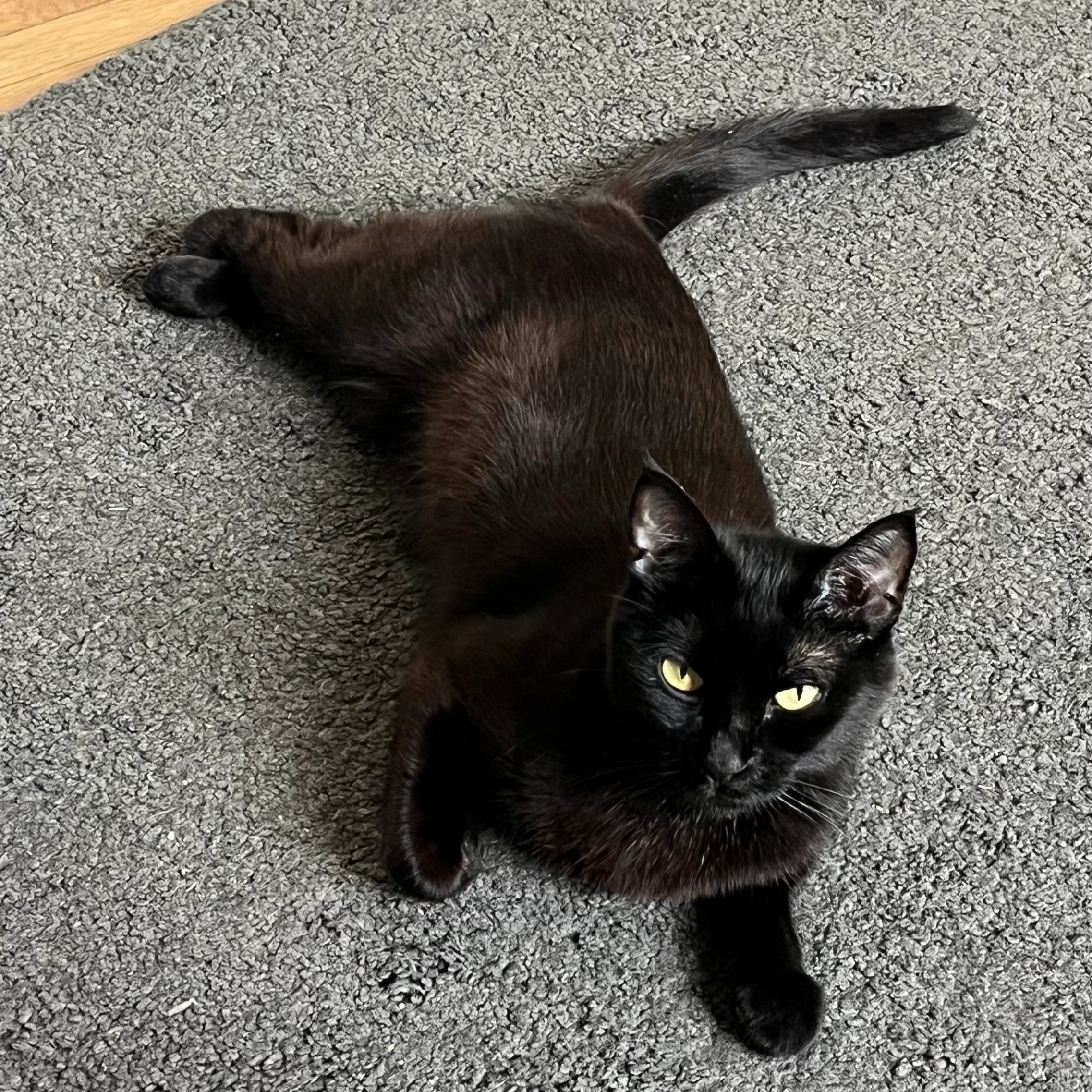 Tessa - Travesía De Las Pléyades, Madrid