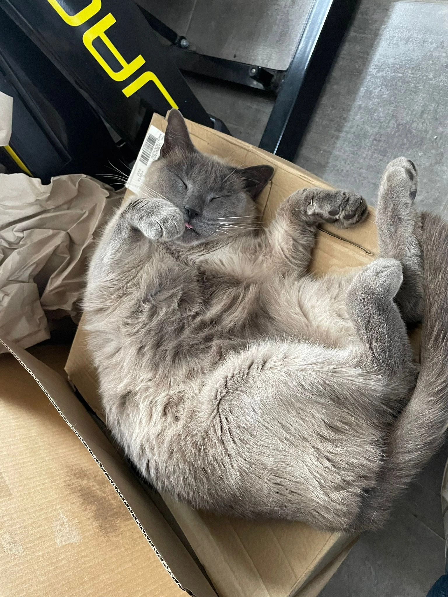 Chaussette  - Rue des Charmilles, Montauban