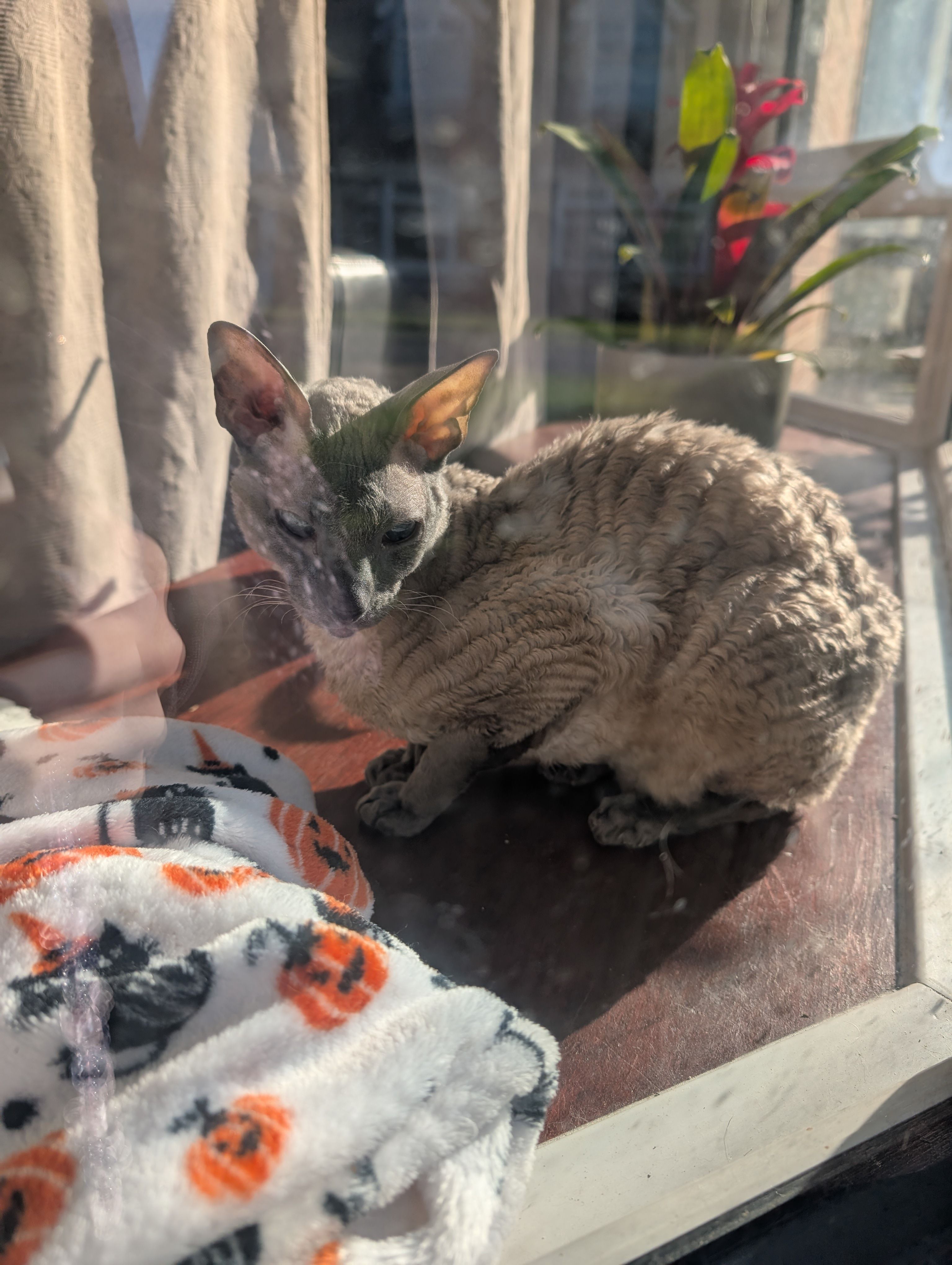 Anubis - Collingwood Drive, Craigavon