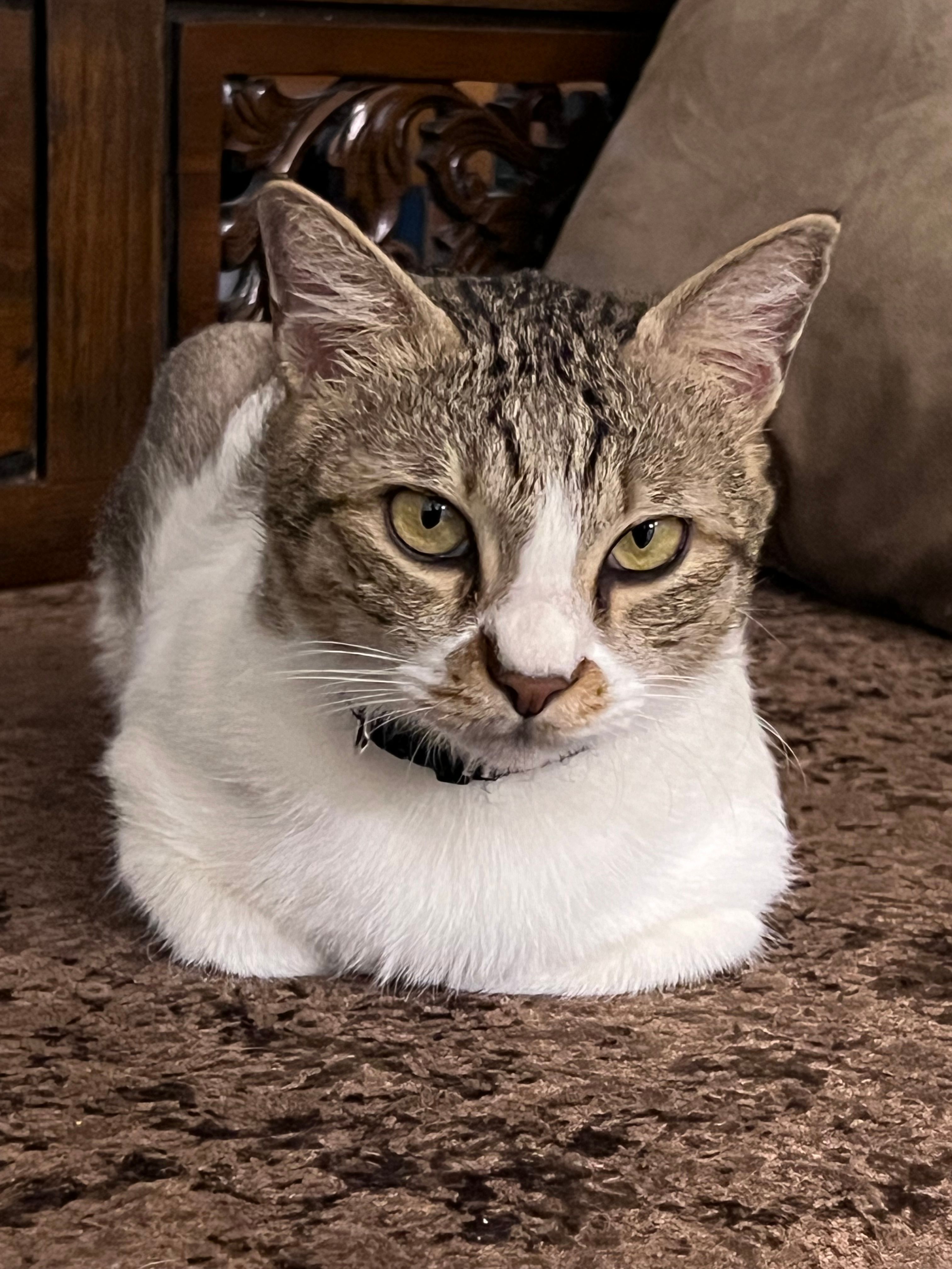 Cemong - 77000, Jasin