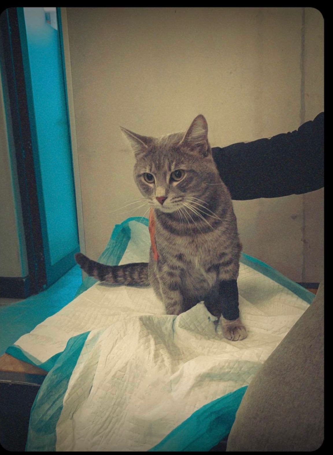 Smokey - Khimshiashvili District, Batumi