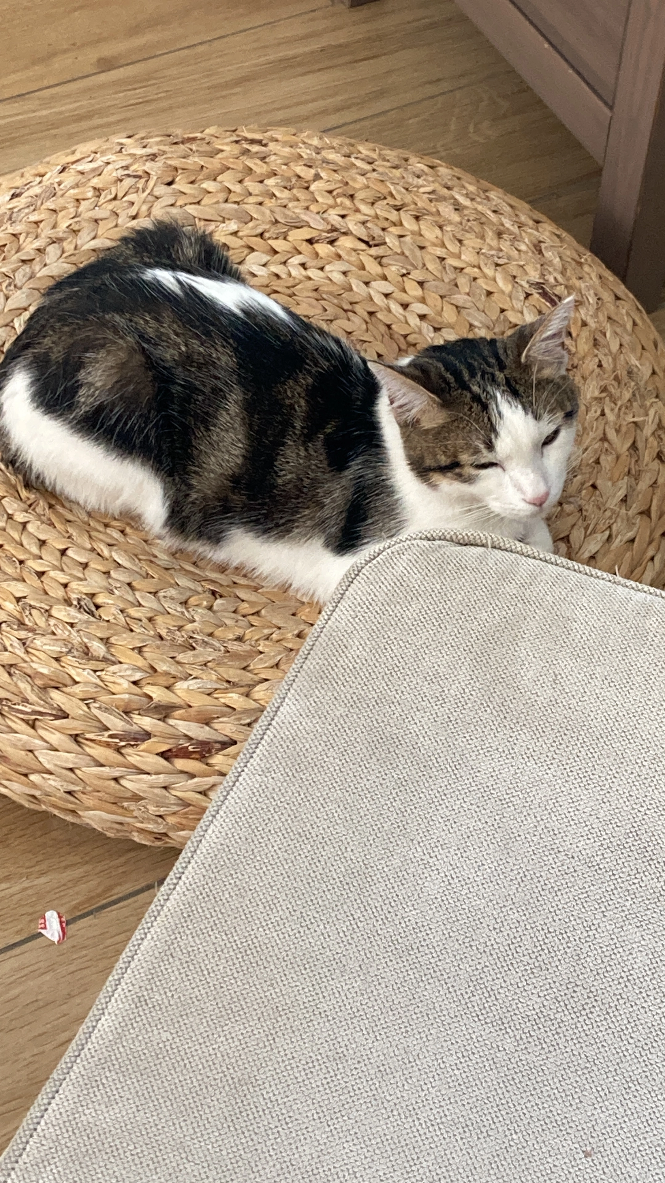 Neko - 11 Rue du Wege, Mutzig