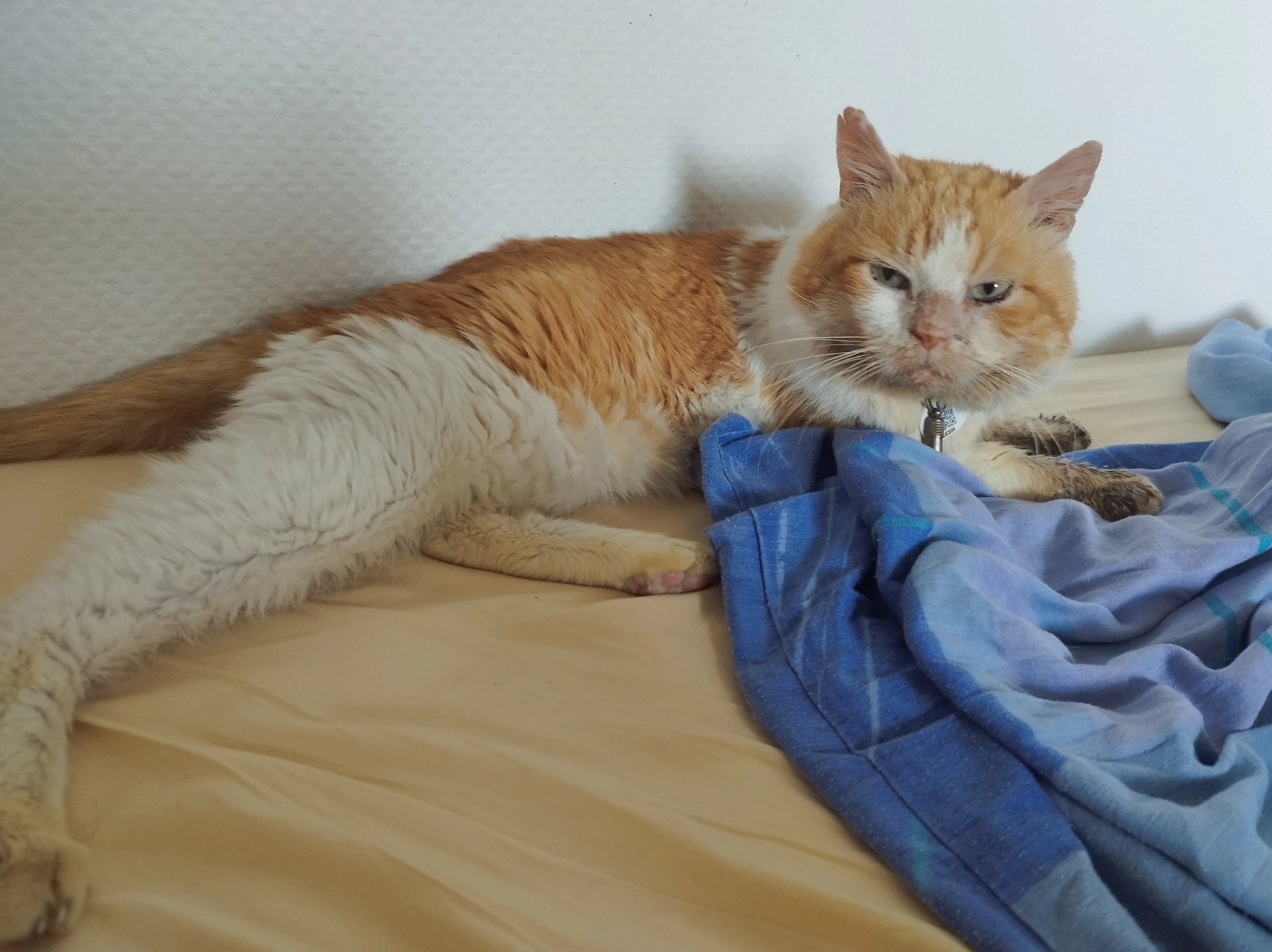 Kini - Rue Des Goélands, Messanges