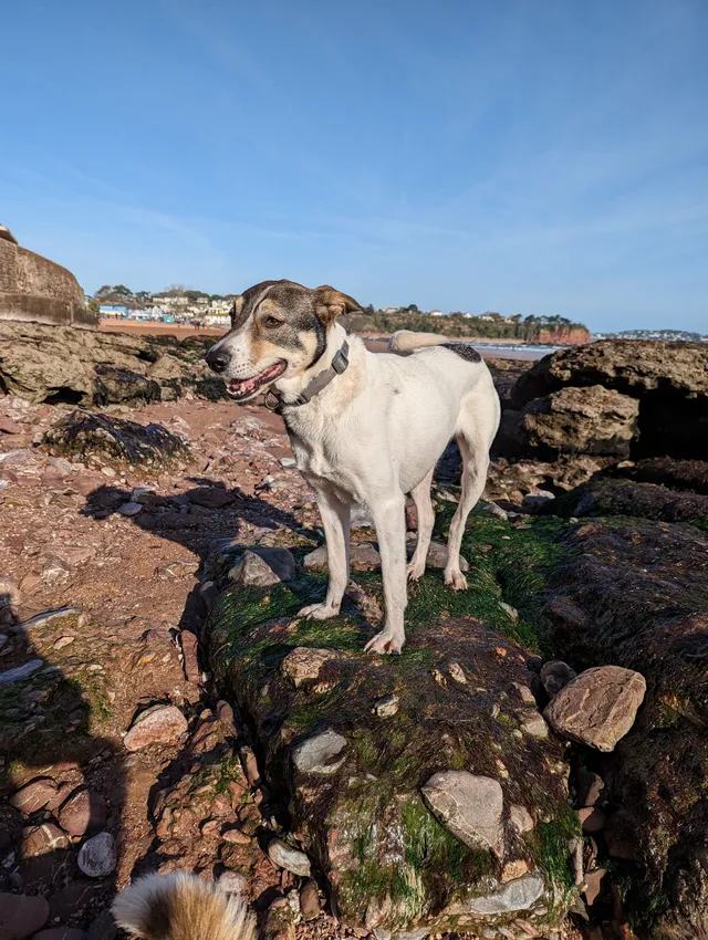 Lily - Palm Road, Torquay