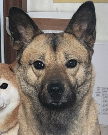 Yume (유메) - 이하솔길 35, 안동시