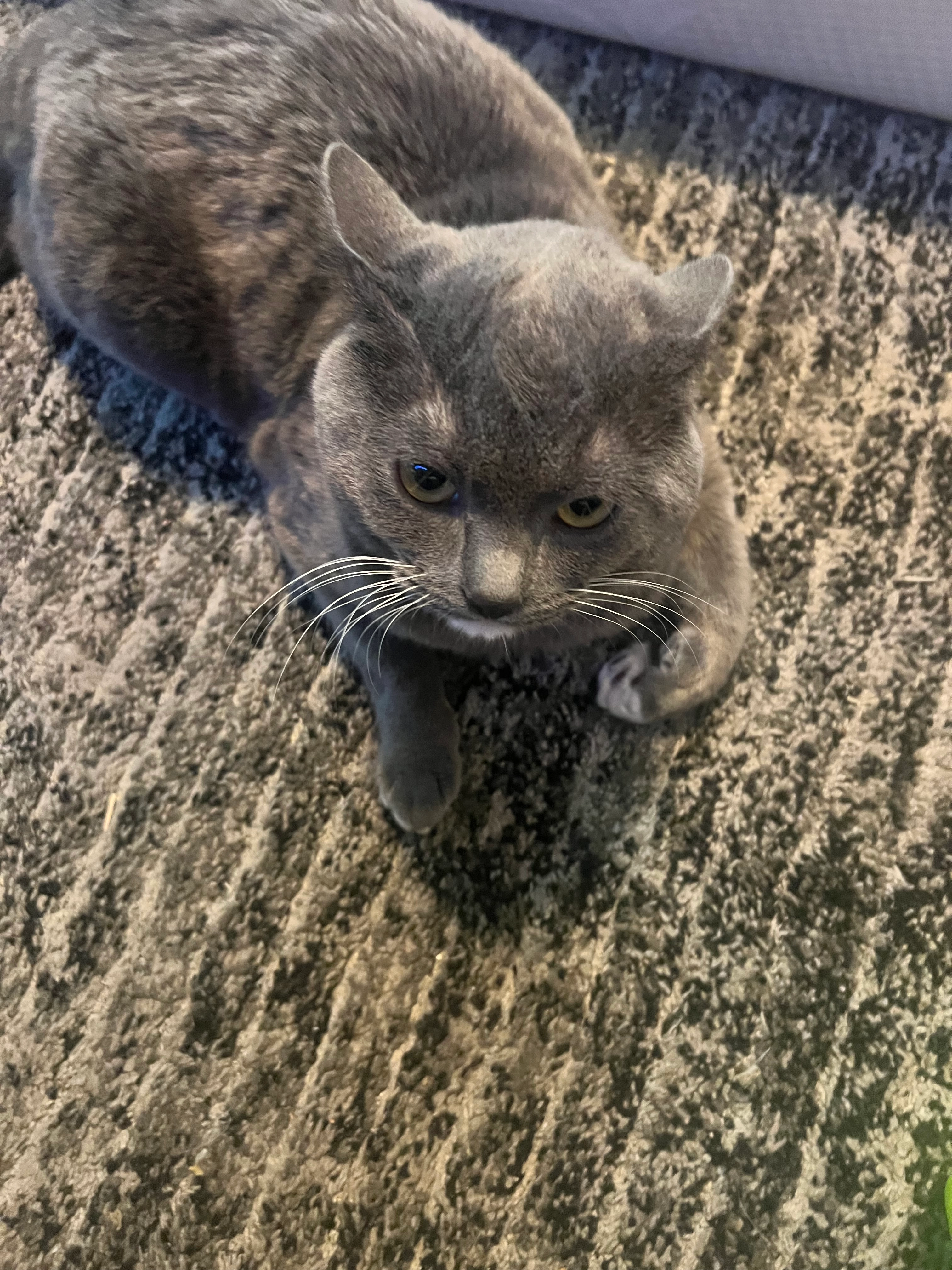 Simba - Im Mitteldorf, Burgwedel