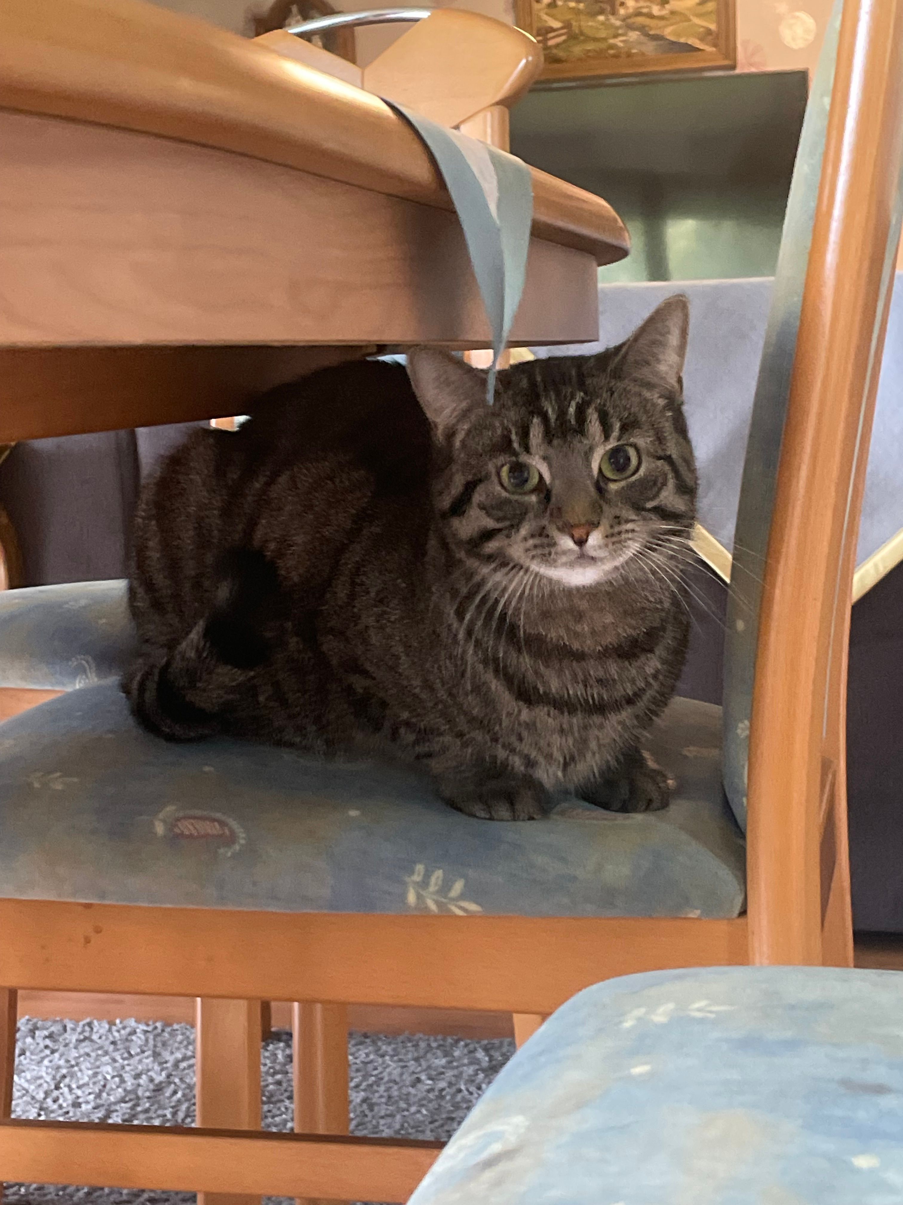 Alica - Brahmweg, Löningen