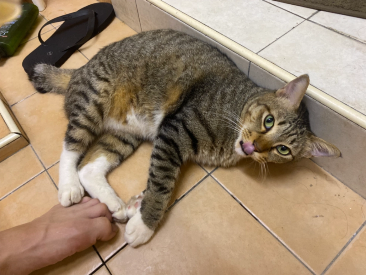 Prince - Jalan TK 4/6, Petaling