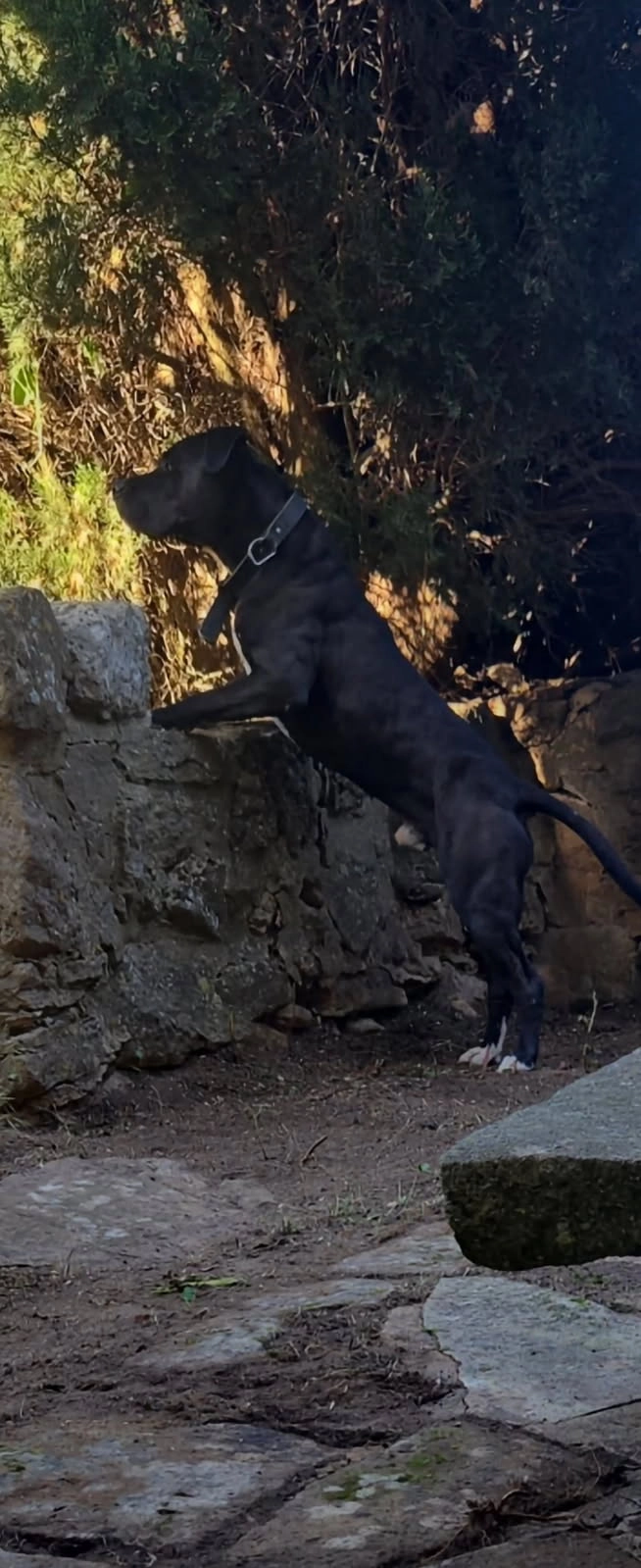O'black - Chemin De L'amandier, Sabran