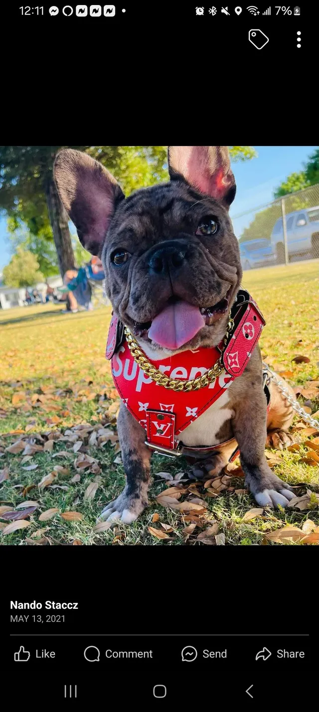 Benji  - Holt Avenue, Sanger