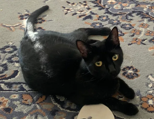 Whinnie - Via Chalupa, San Clemente