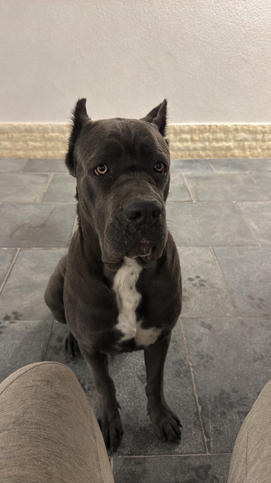 Vico and Boa - 88206, Podvelež