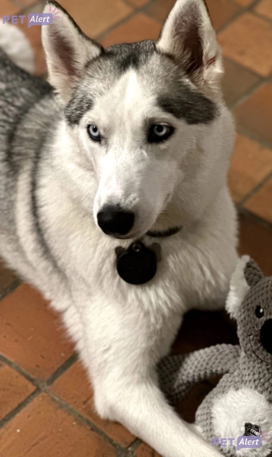 Stella - Chemin Le Chanteur, Saint-Pierre-Azif