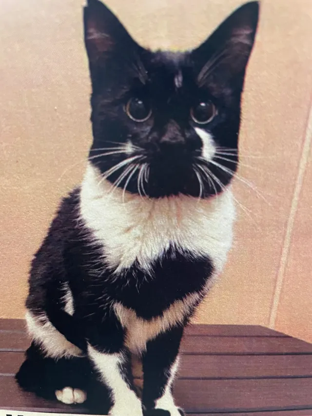 Mr tux - 14209 C St S, Tacoma