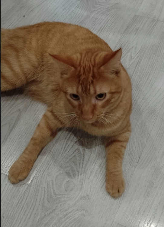 Simba - Calle de Ecija 85, Las Rozas de Madrid