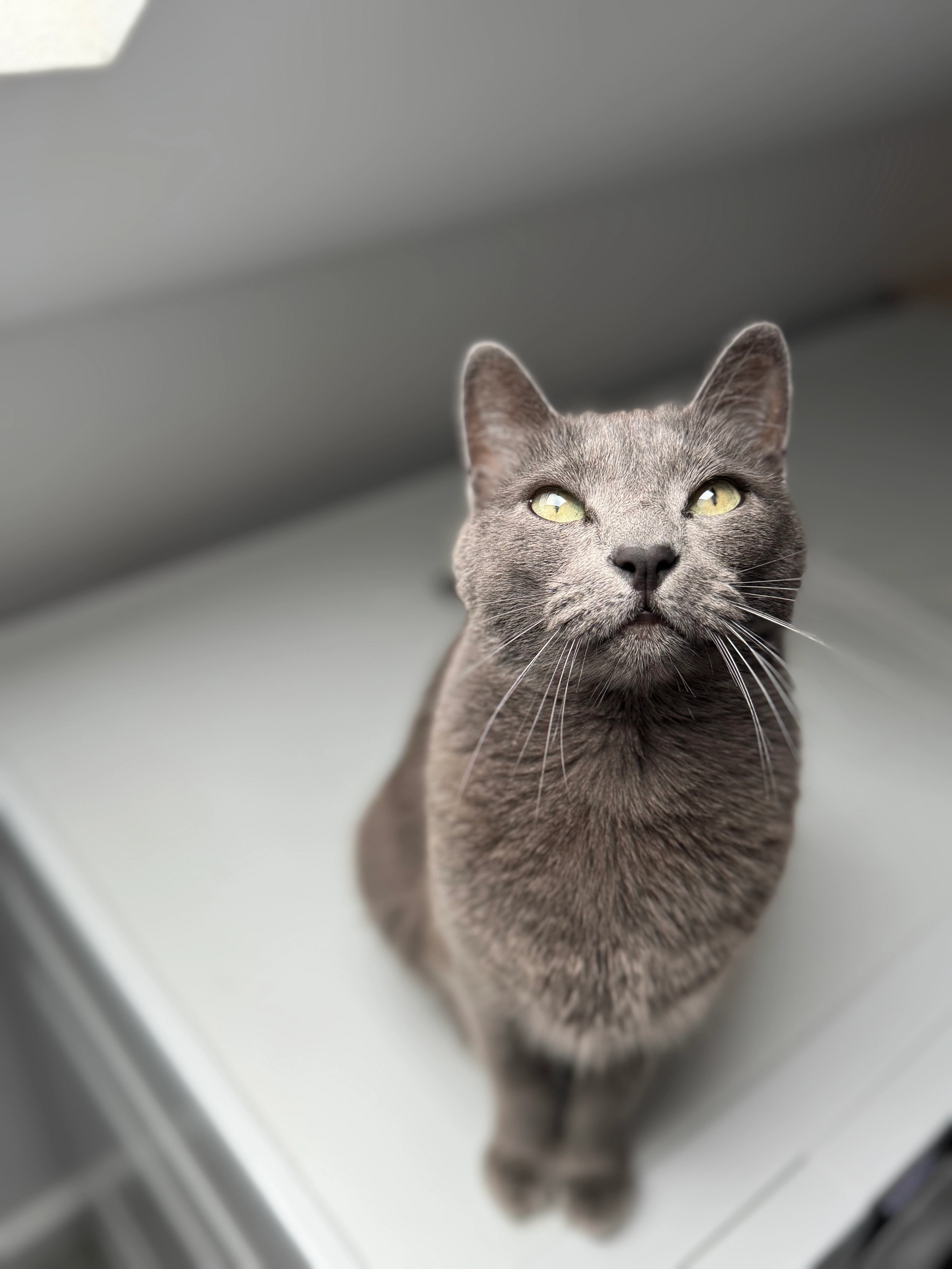 Lilly - Mahonienweg, Berlin