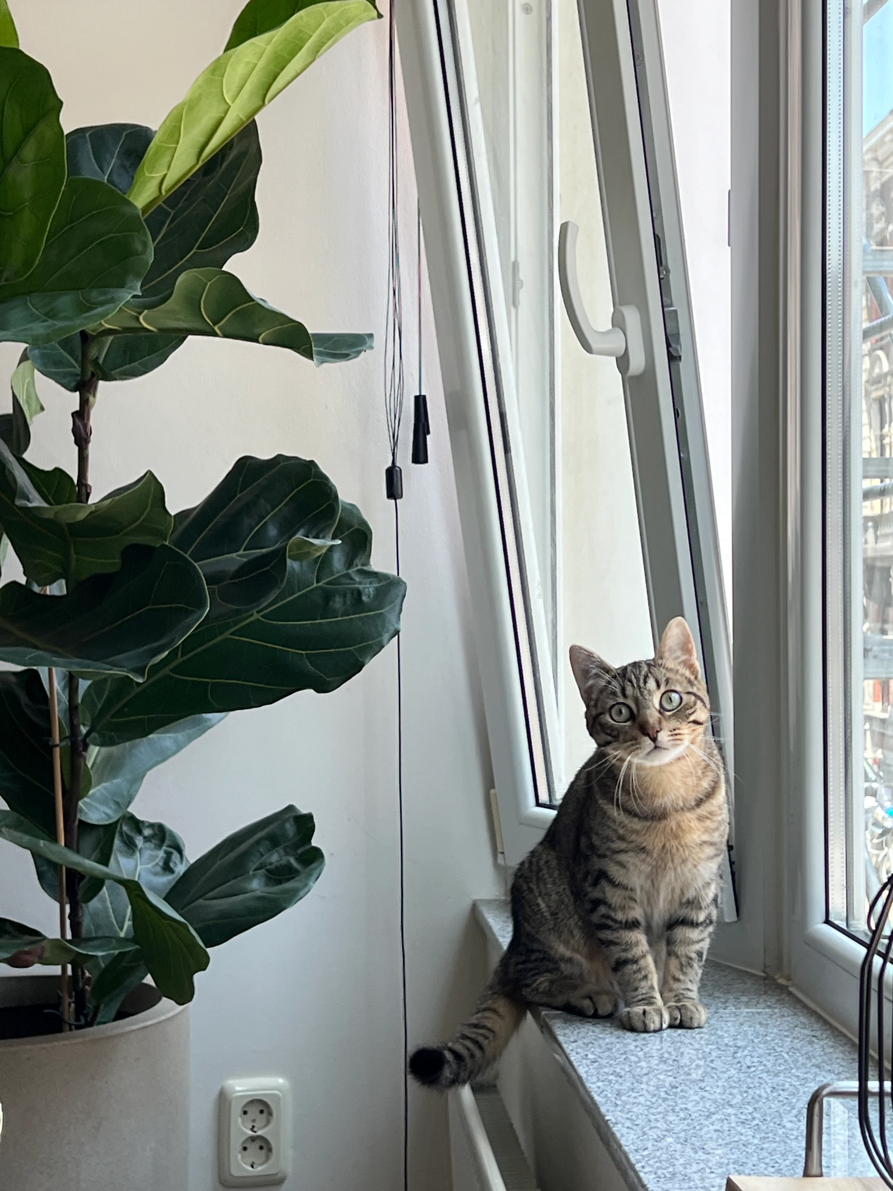 Tijger - Schuitenberg, Roermond