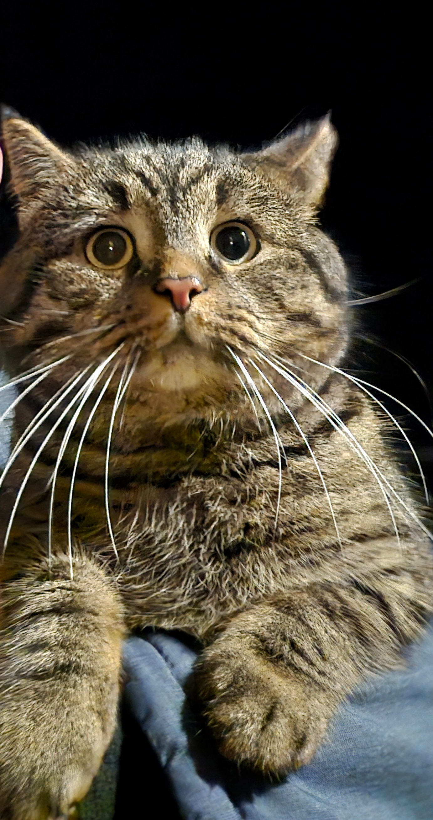 Barsik - Am Rahlbusch, Wolfenbüttel