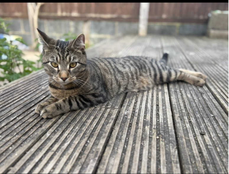 Smokey - High Street, Gillingham