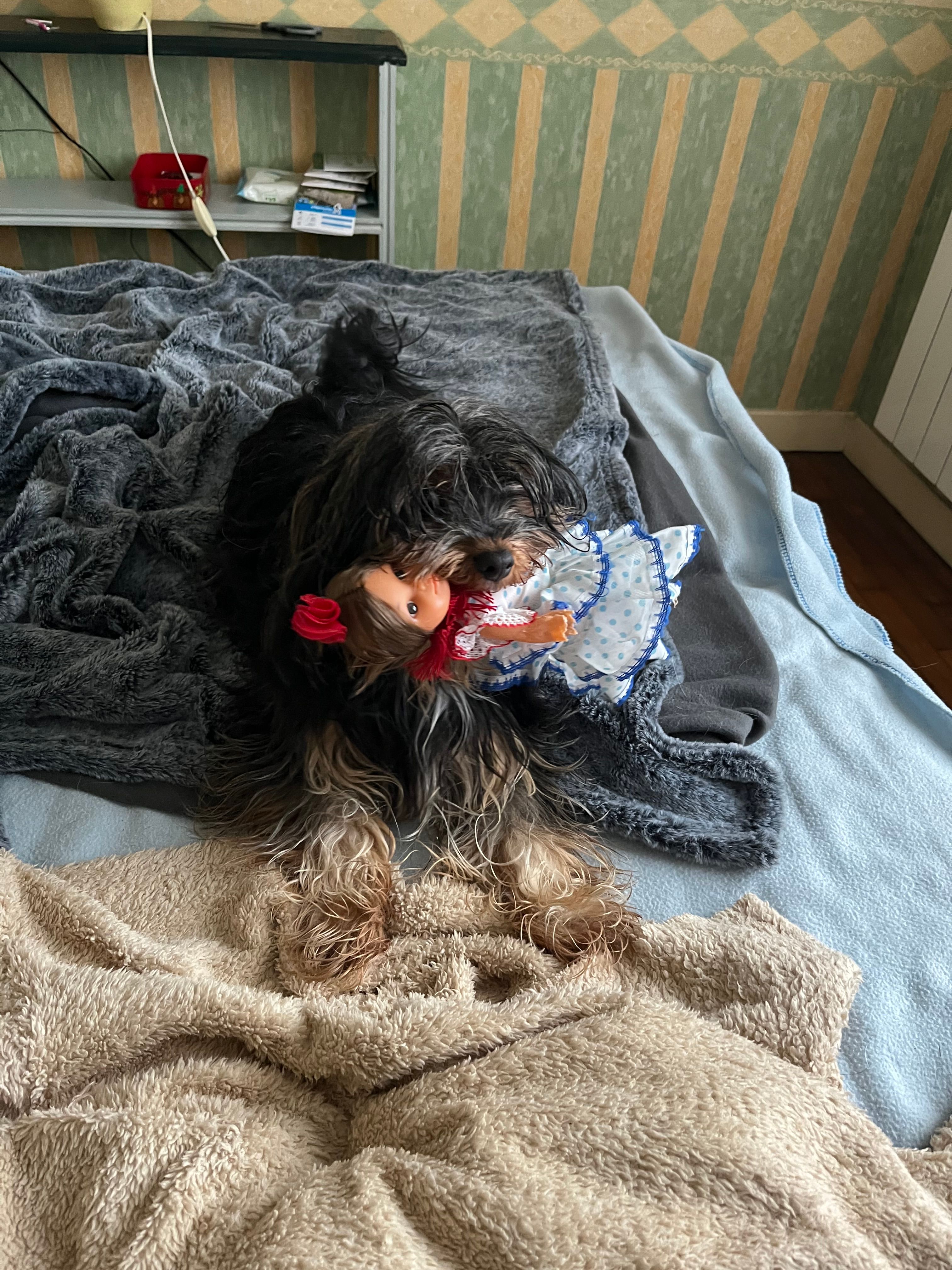 Paquito - 46 Rue de la Belle Vue, Ploumagoar