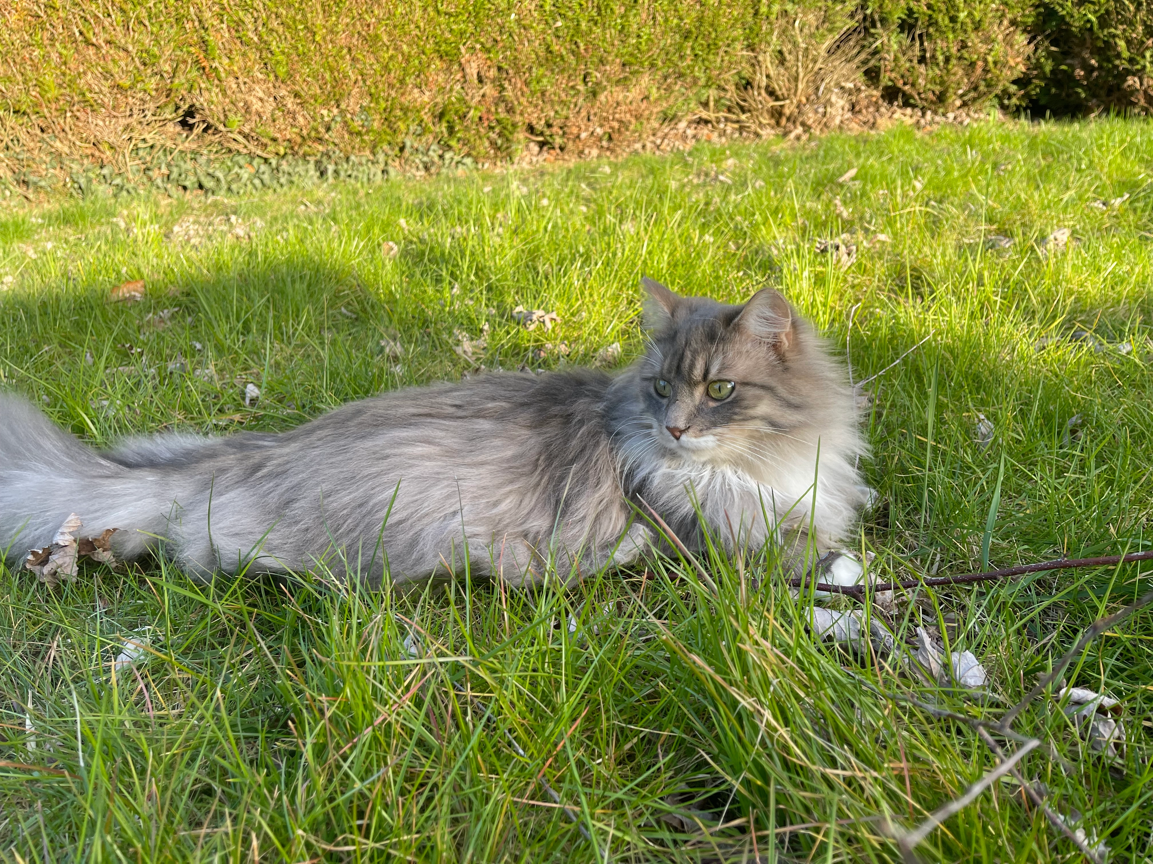 Vicks - Le Jardin Des Pétunias, Forcé