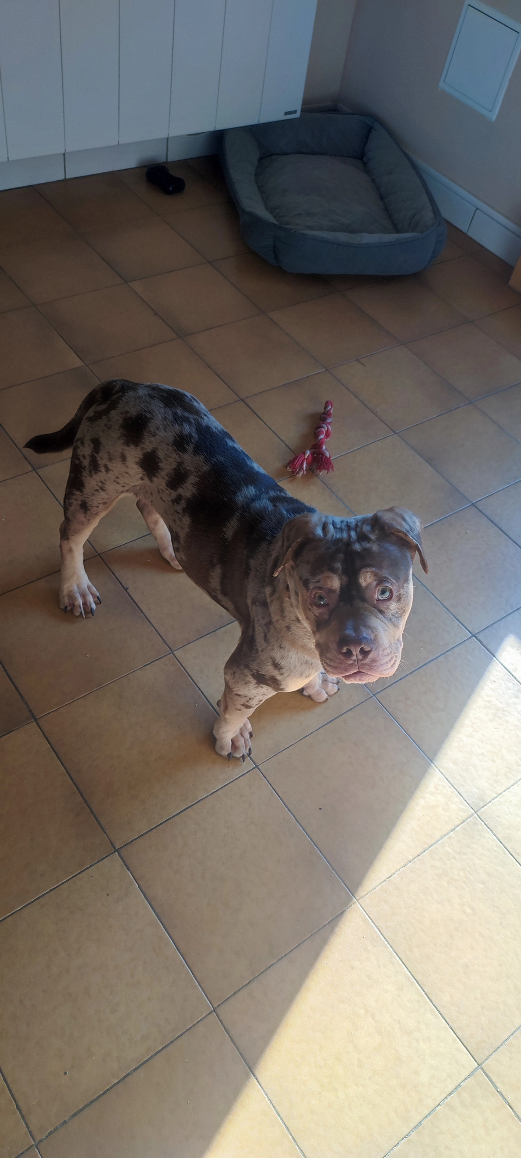 Choco - Chemin De La Révolière, Beauvallon