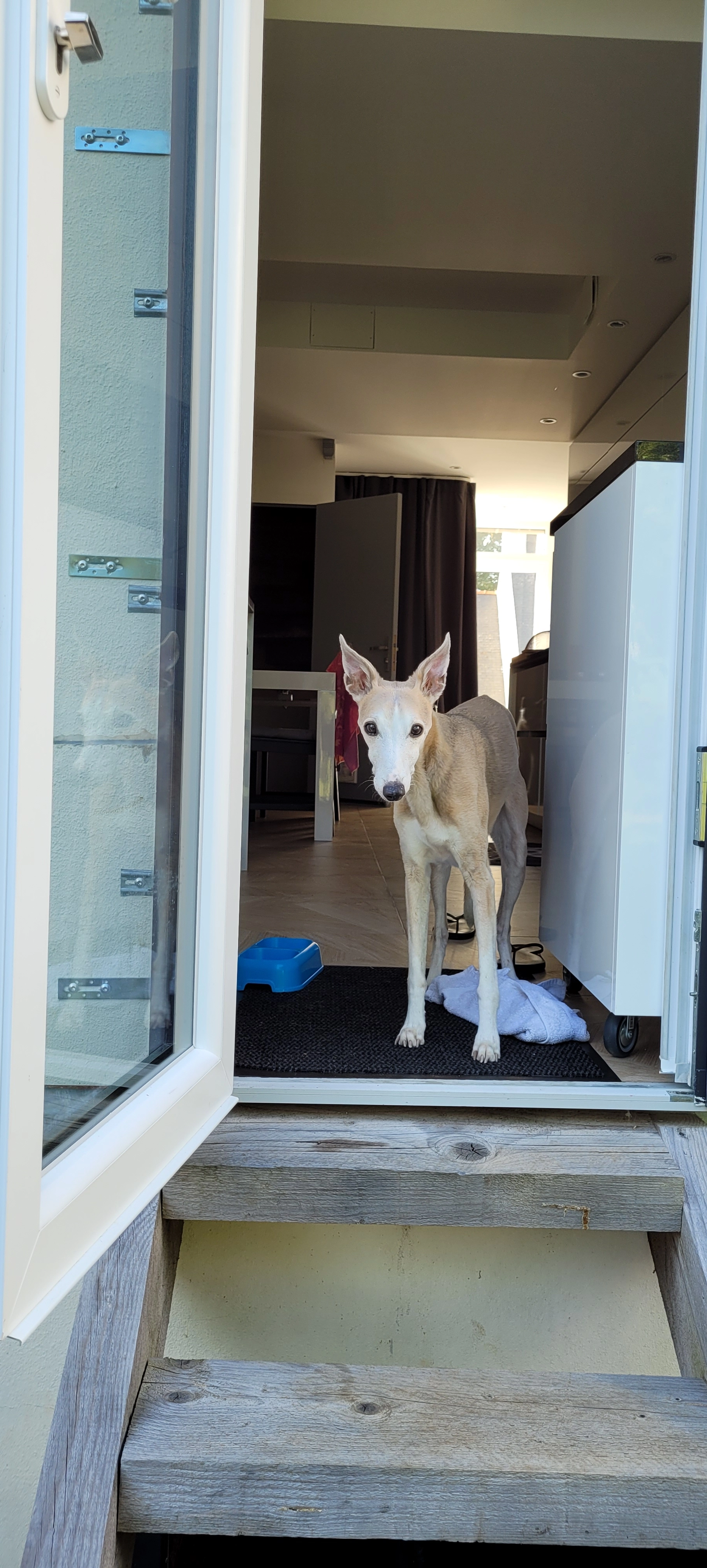 Goliath - Rue Guillaume Baley, Brest