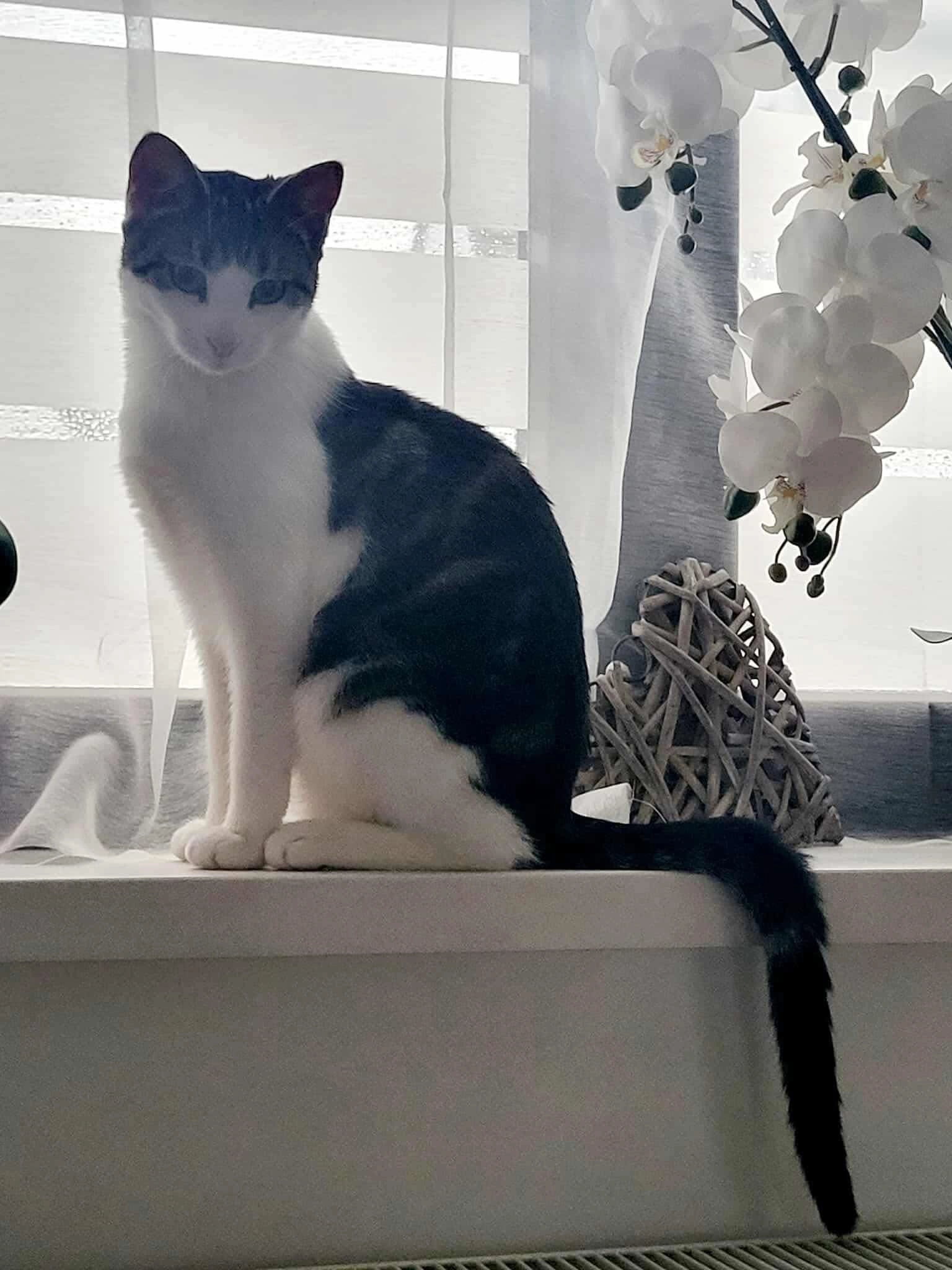 Dina - Cité du Repos 4, Mons